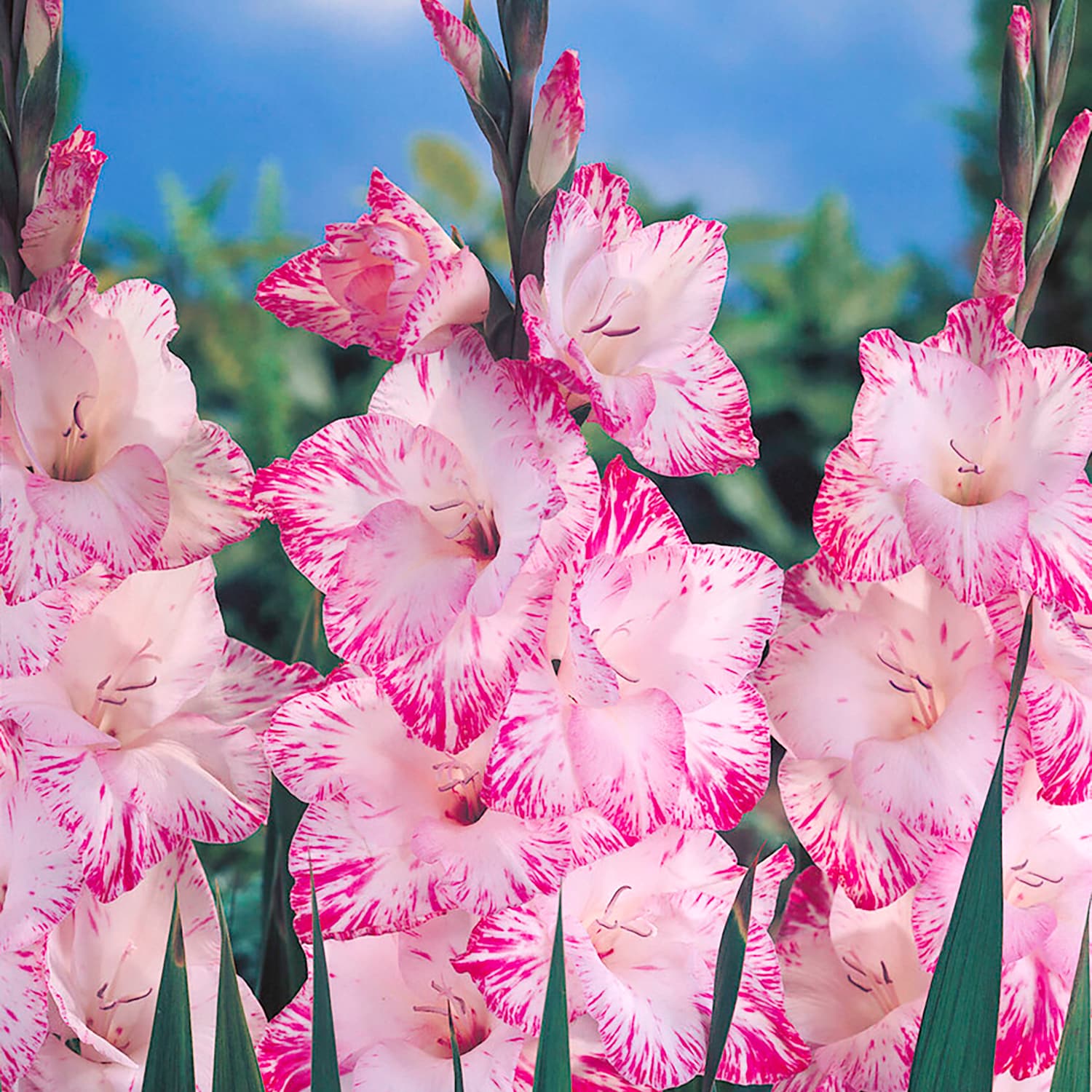 Van Zyverden 84516 Multicolor Gladiolus Large Flowering My Love Bulbs 12 Count