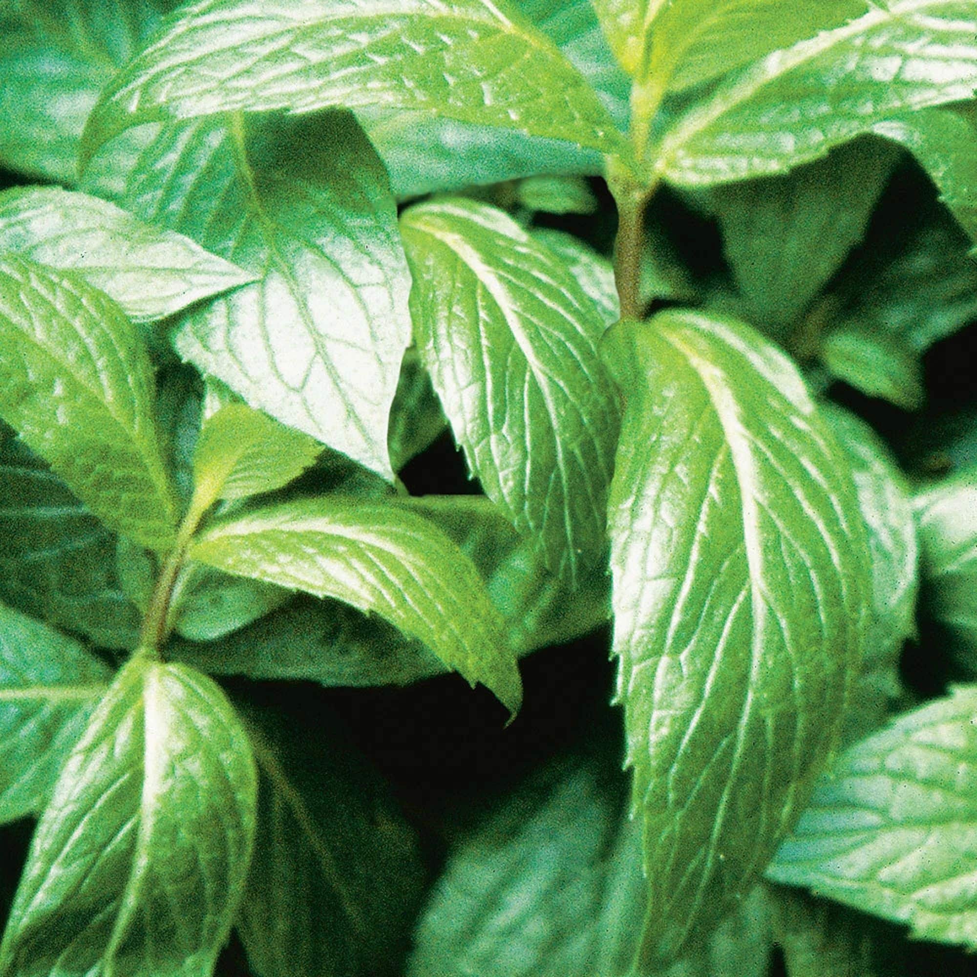 Bonnie Plants 207394 Herb-Plants - View #4