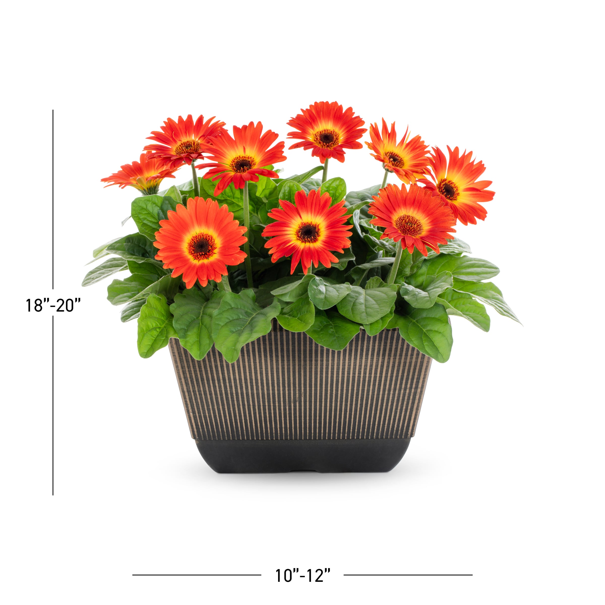 Lowe's NURSERY annuals - View #6