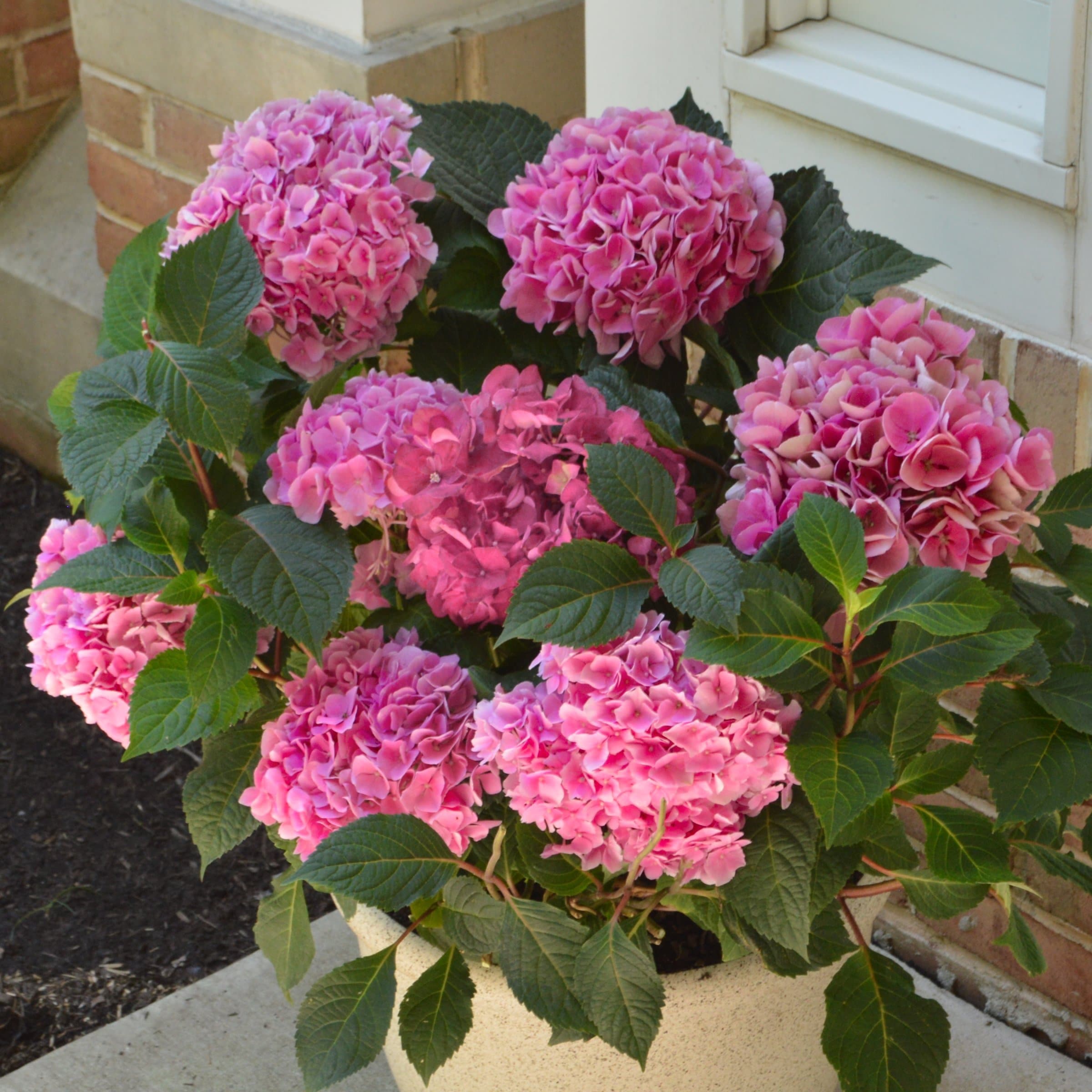 National Plant Network LW2701 shrubs - View #8