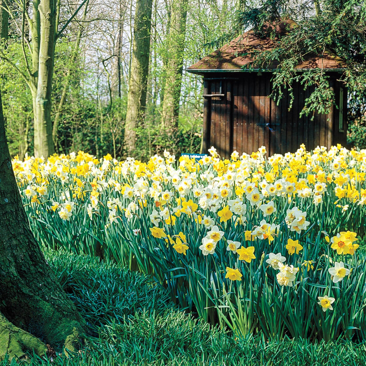 Breck's Yellow King Alfred Daffodil Bulbs Bagged 100-Pack in the Plant  Bulbs department at