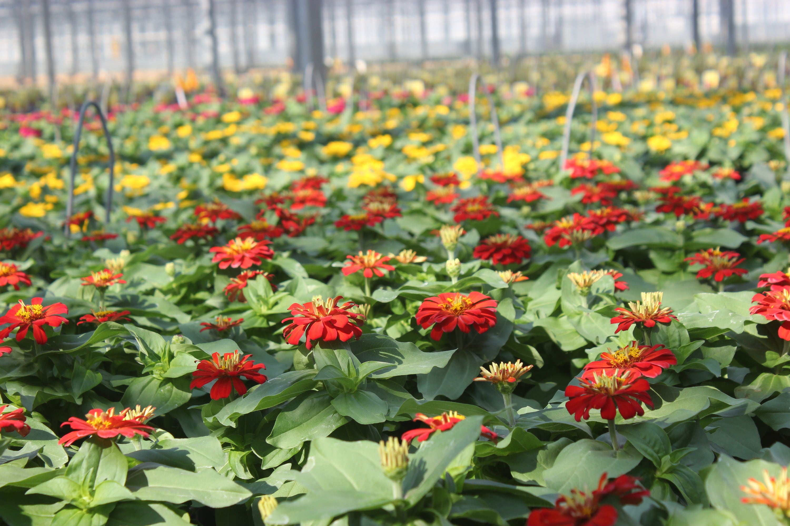 Metrolina Greenhouses 5116 annuals - View #4