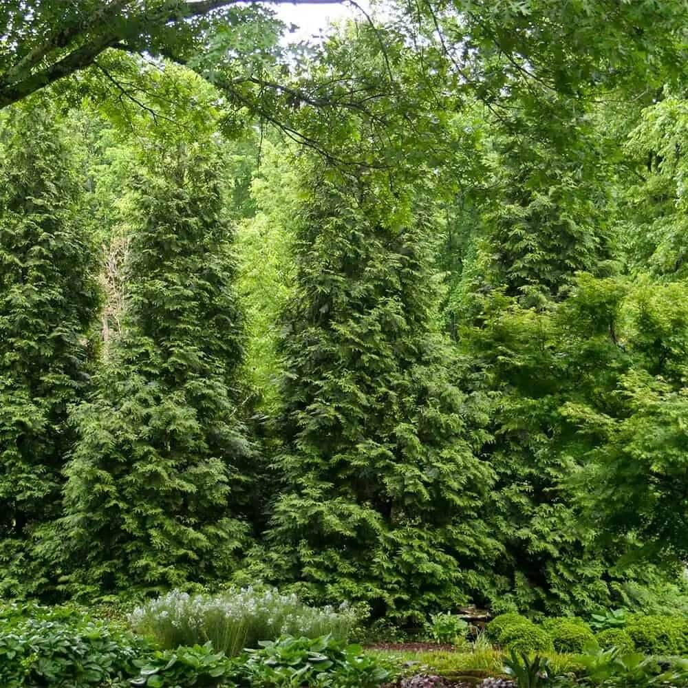 Flowerwood 2.5-Gallons Screening Arborvitae In Pot (With Soil) in the ...