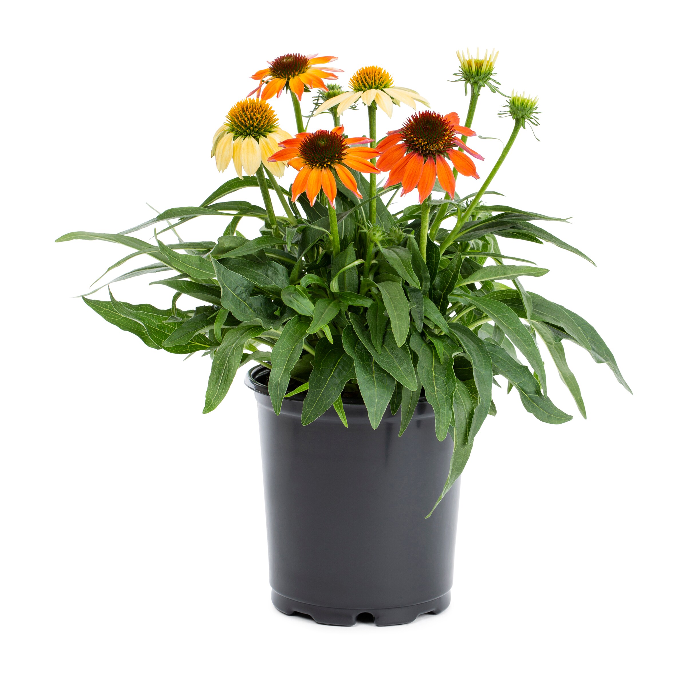 Lowe's Multicolor Coneflower Plant in 2.5-Quart Pot in the Perennials ...