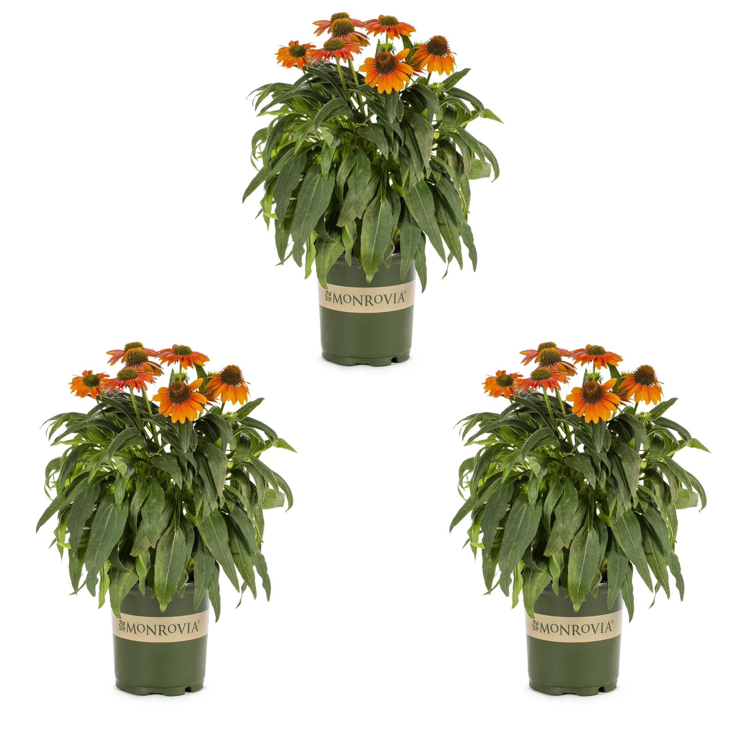 Orange Perennials at Lowes.com