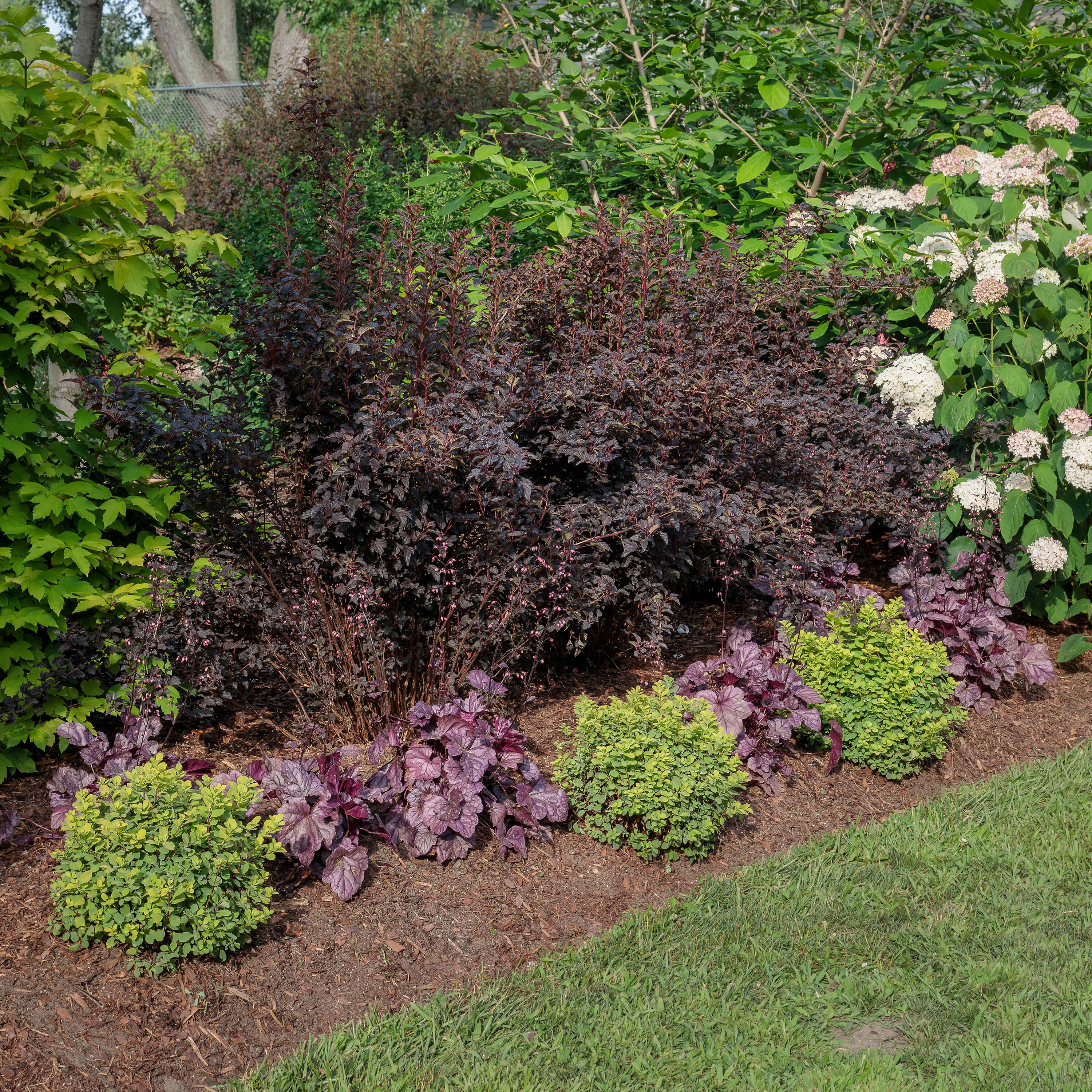 Proven Winners PHYPRC1067800 Summer Wine Black Ninebark (Physocarpus) Flowering Shrub in 1 -Quart Pot 1.0 -Pack with White Blooms