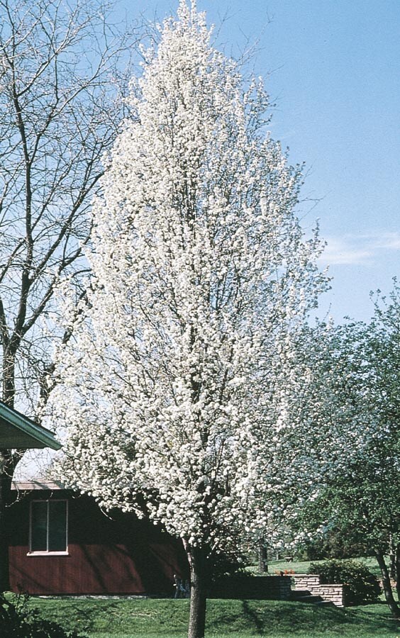  NURSERY 6-Gallon White Flowering Tree Cleveland Select Flowering Pear In Pot (With Soil)