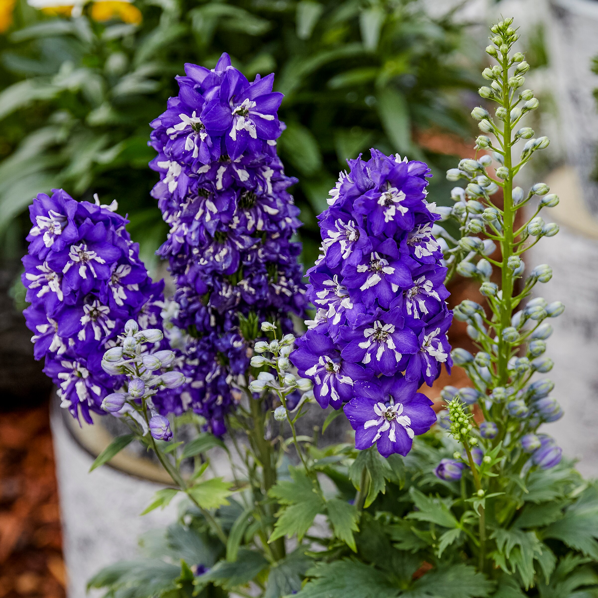Monrovia NURSERY perennials - View #3