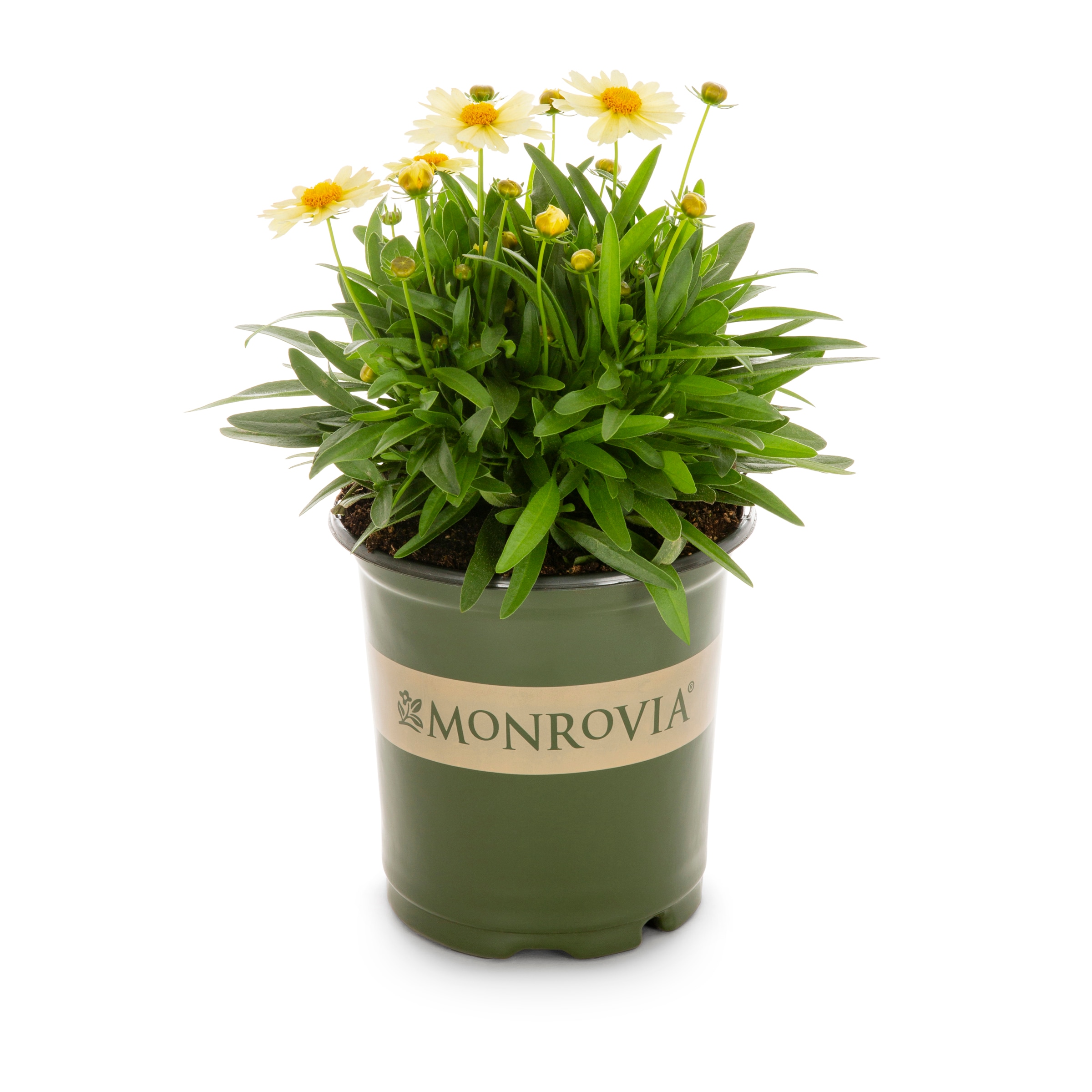 Monrovia NURSERY Multicolor Coreopsis in 2.5 Quart(s) Pot 1.0 -Pack