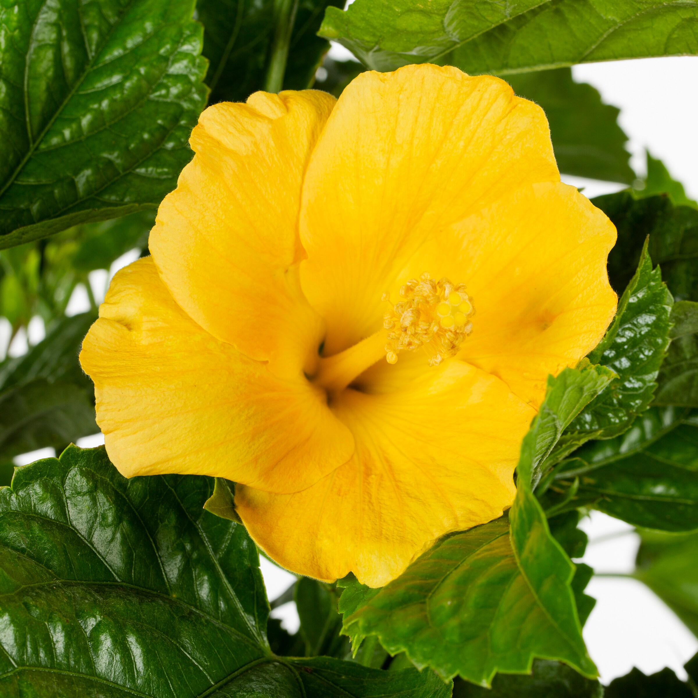 Lowe's Multicolor Hibiscus Pineapple Sunscape in 1-Gallon Pot in the ...