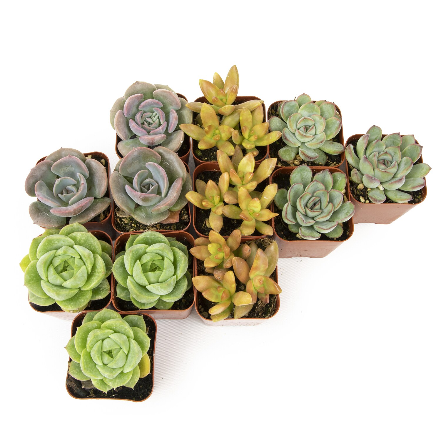 Altman Plants 12 Pack Succulents In 2 6 Oz Pot In The Succulents