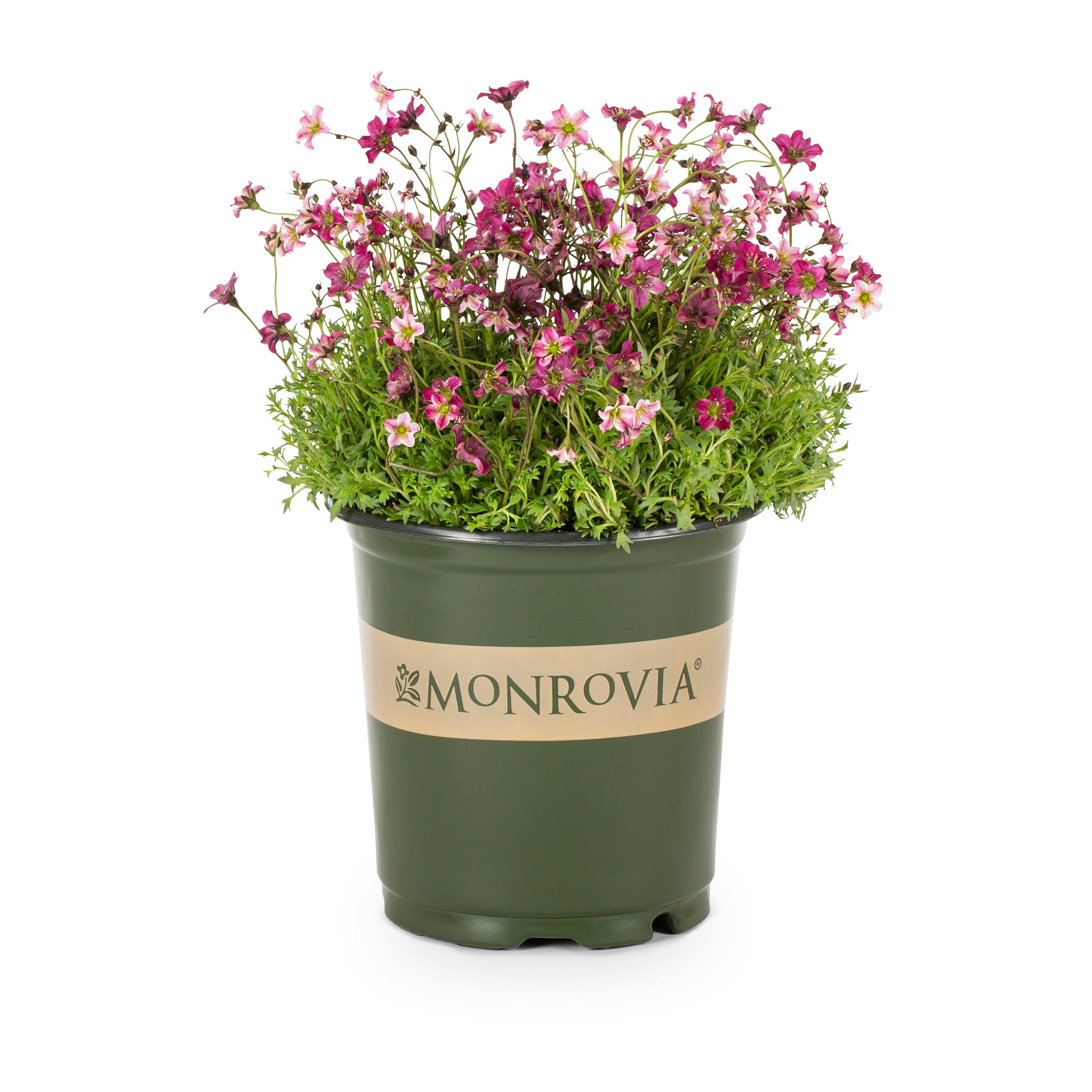 Monrovia Multicolor Flower in 1-Gallon Pot in the Perennials department at