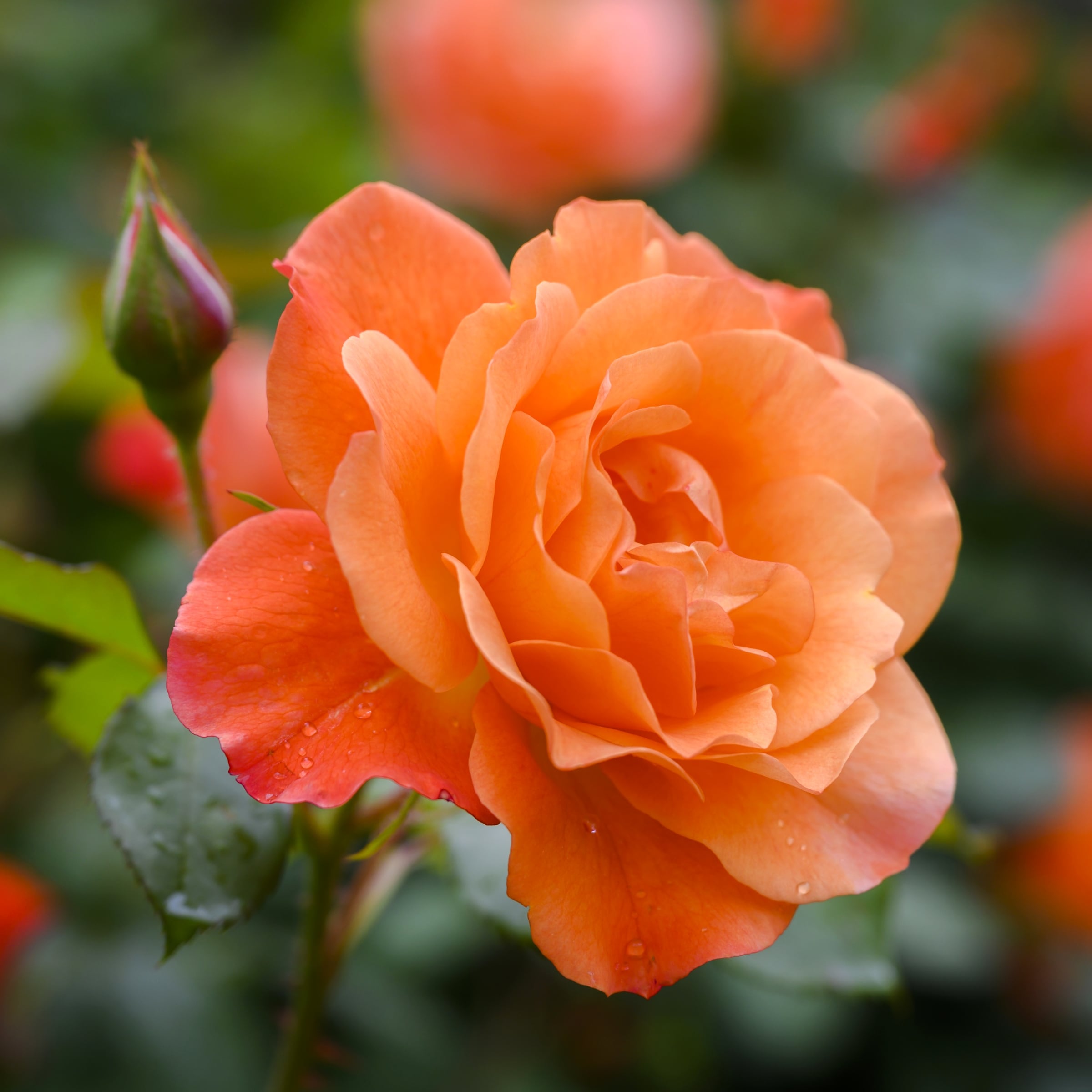 National Plant Network Orange Maria Stern Rose 2 Pack(s) in Bare Root ...