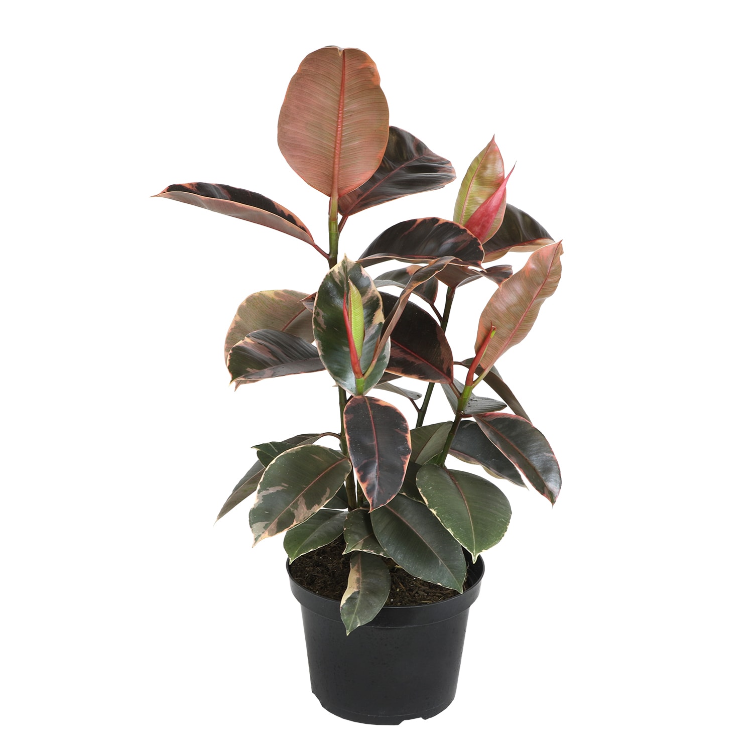 Altman Plants 0873102 Variegated Ficus Tineke Rubber Tree House plant in 8 Inch(es) Pot 1.0 -Pack