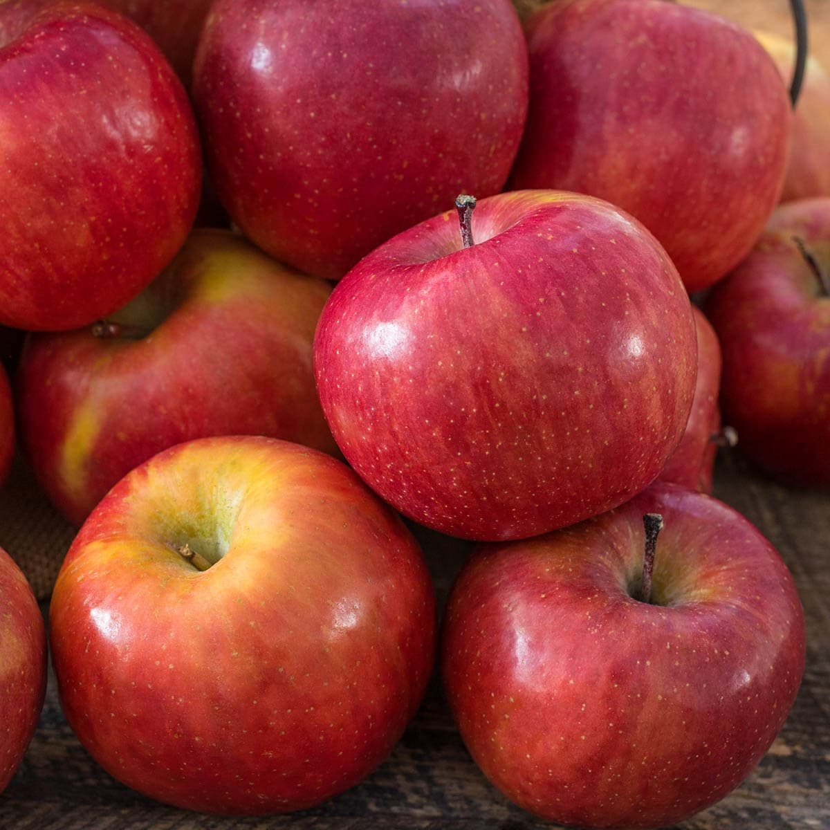 Honeycrisp Apple Tree: Apple and Fruit Trees From Gurneys