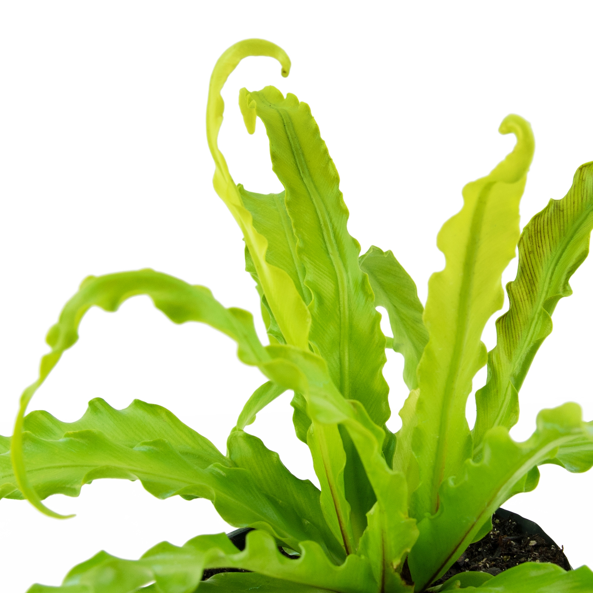 fern houseplant clipart