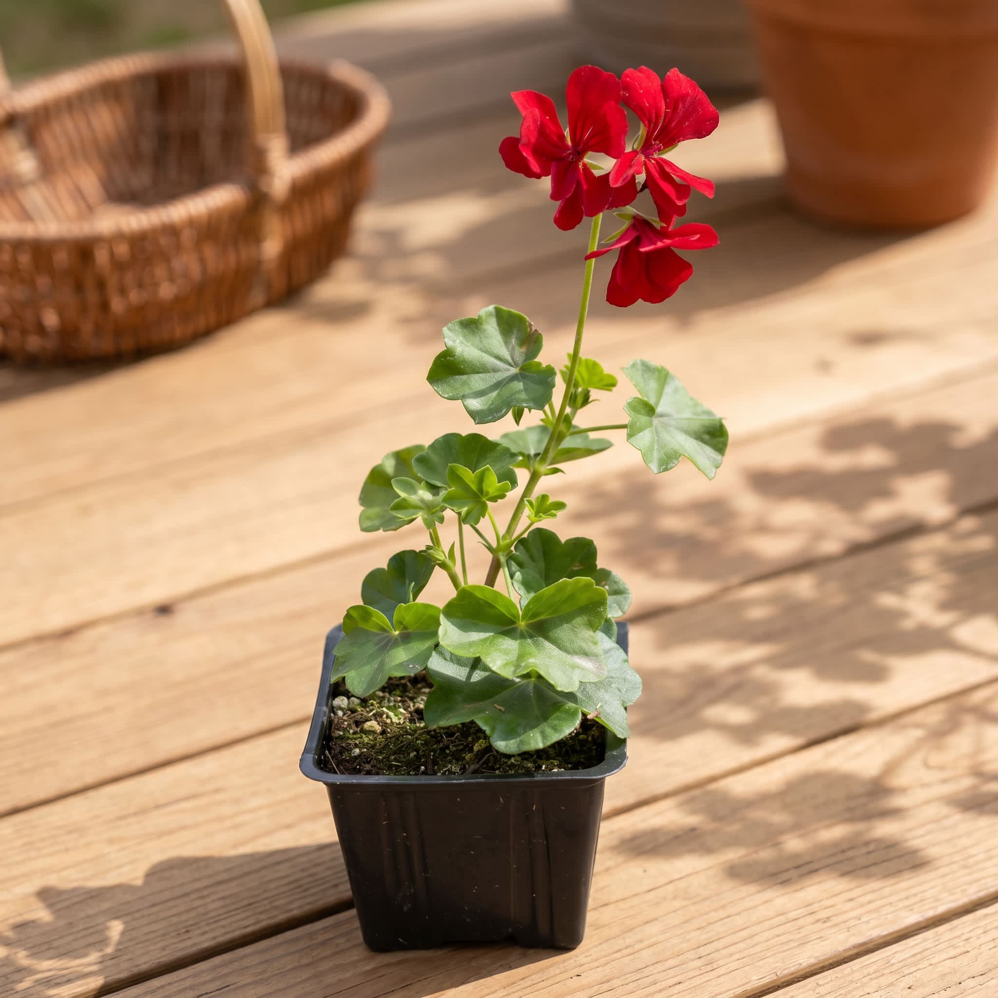 Ama Pear - Easy Grow Red Pelargonium Small Indoor Outdoor Garden Plant