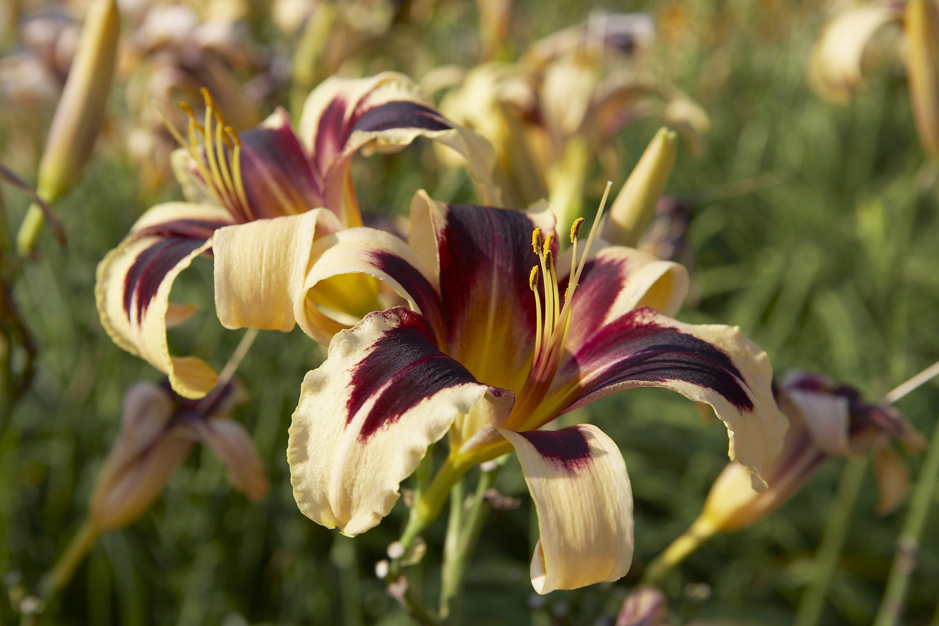Monrovia N/A perennials - View #4