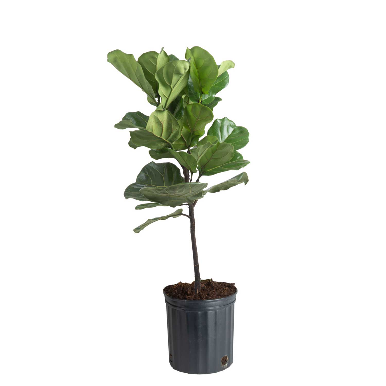Costa Farms SL-LSS-G-POT-02-LW hseplants - View #3