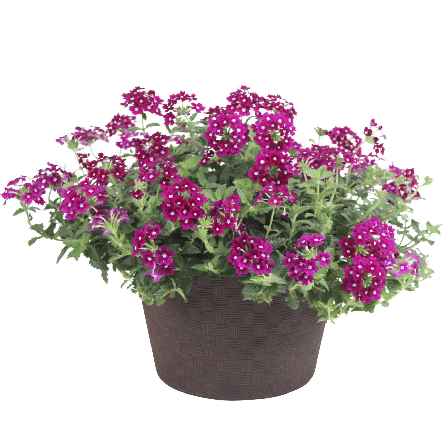 Lowe's 235802 annuals - View #2