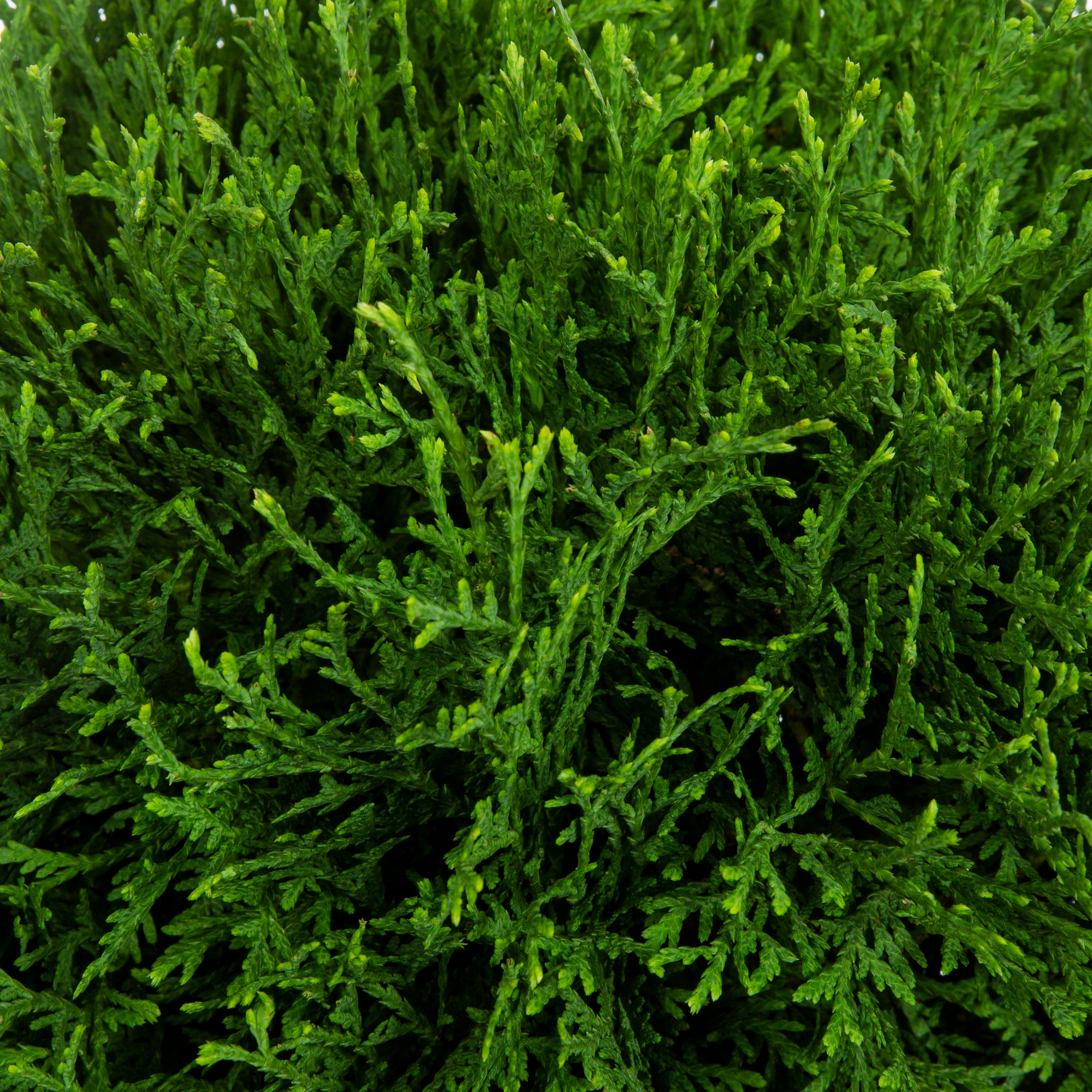 Monrovia Hetz Midget Arborvitae Foundation/Hedge Shrub in 1.73-Gallon ...