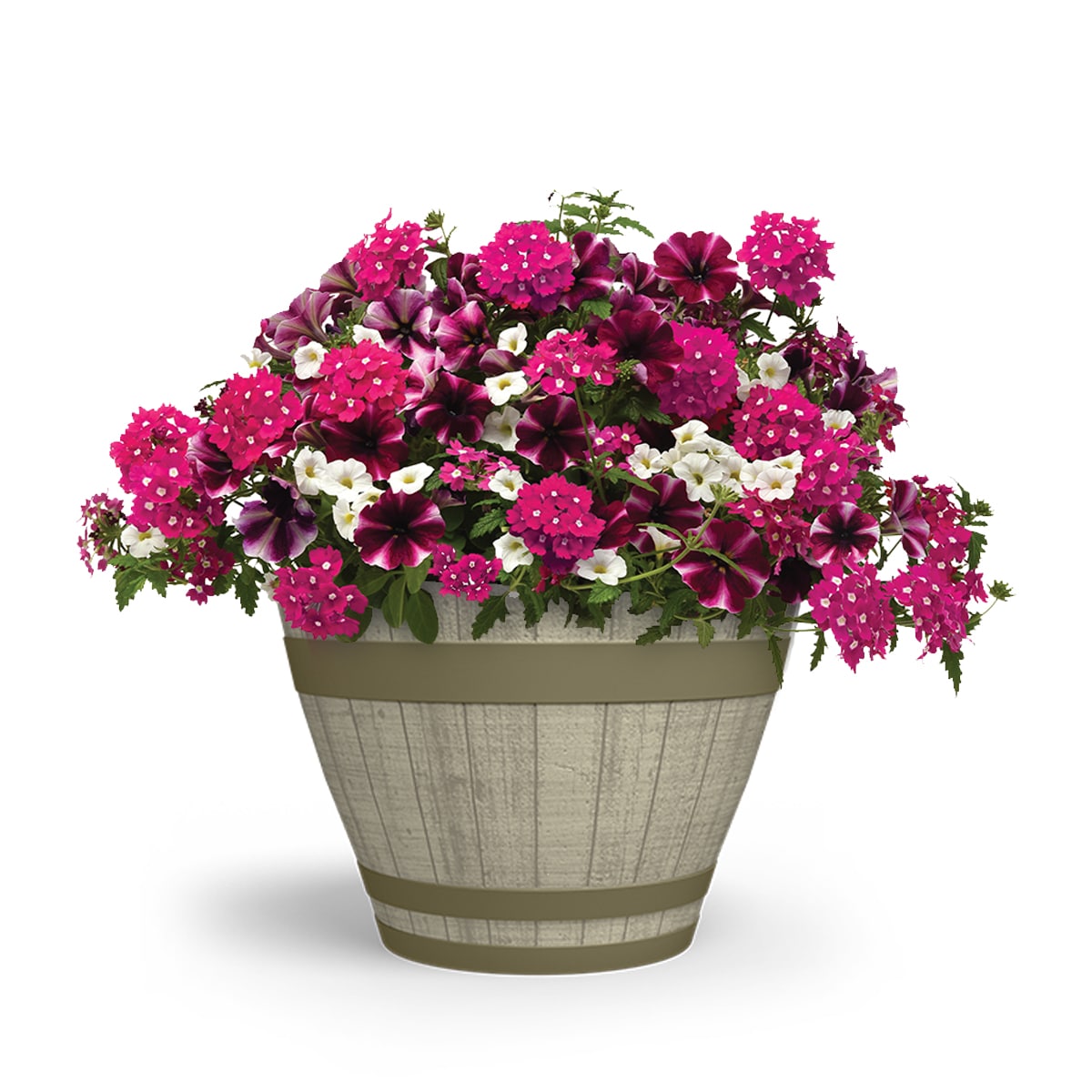 Lowe's NURSERY Multicolor Trixi Raspberry Sorbet in 2.5 Gallon(s) Planter