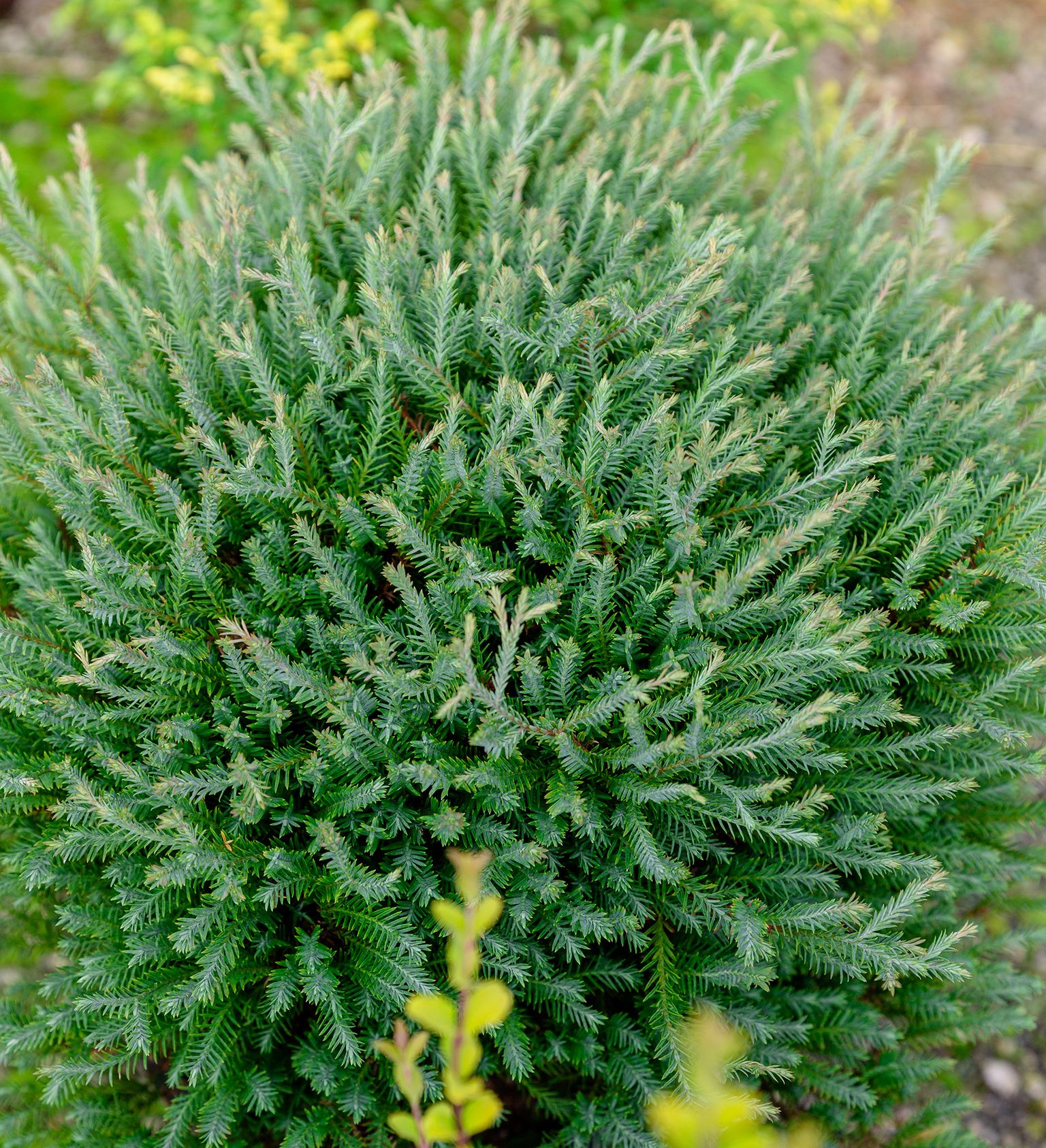 Southern Living Plant Collection 5538Q-1 shrubs - View #2
