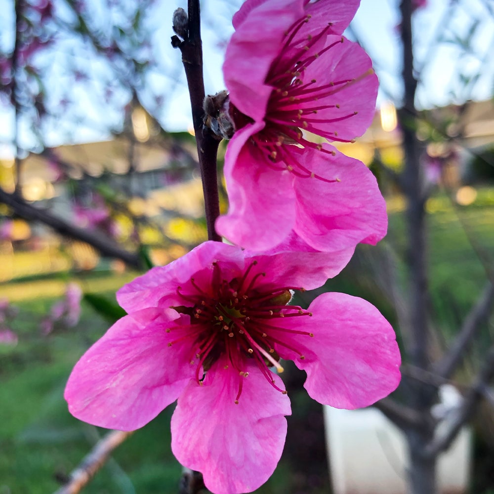 Brighter Blooms 11991 Fruit-Plants - View #3