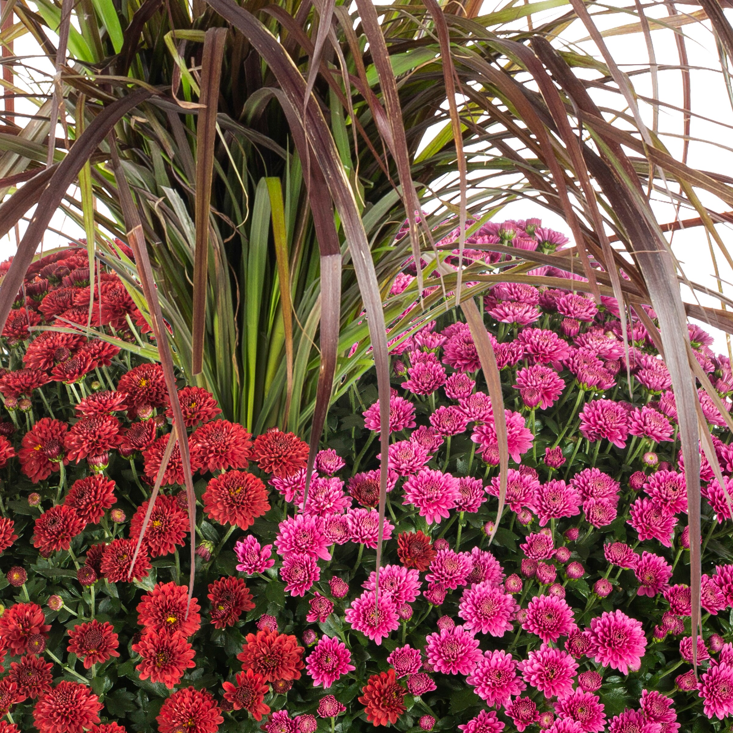 Lowe's 2528654 annuals - View #2