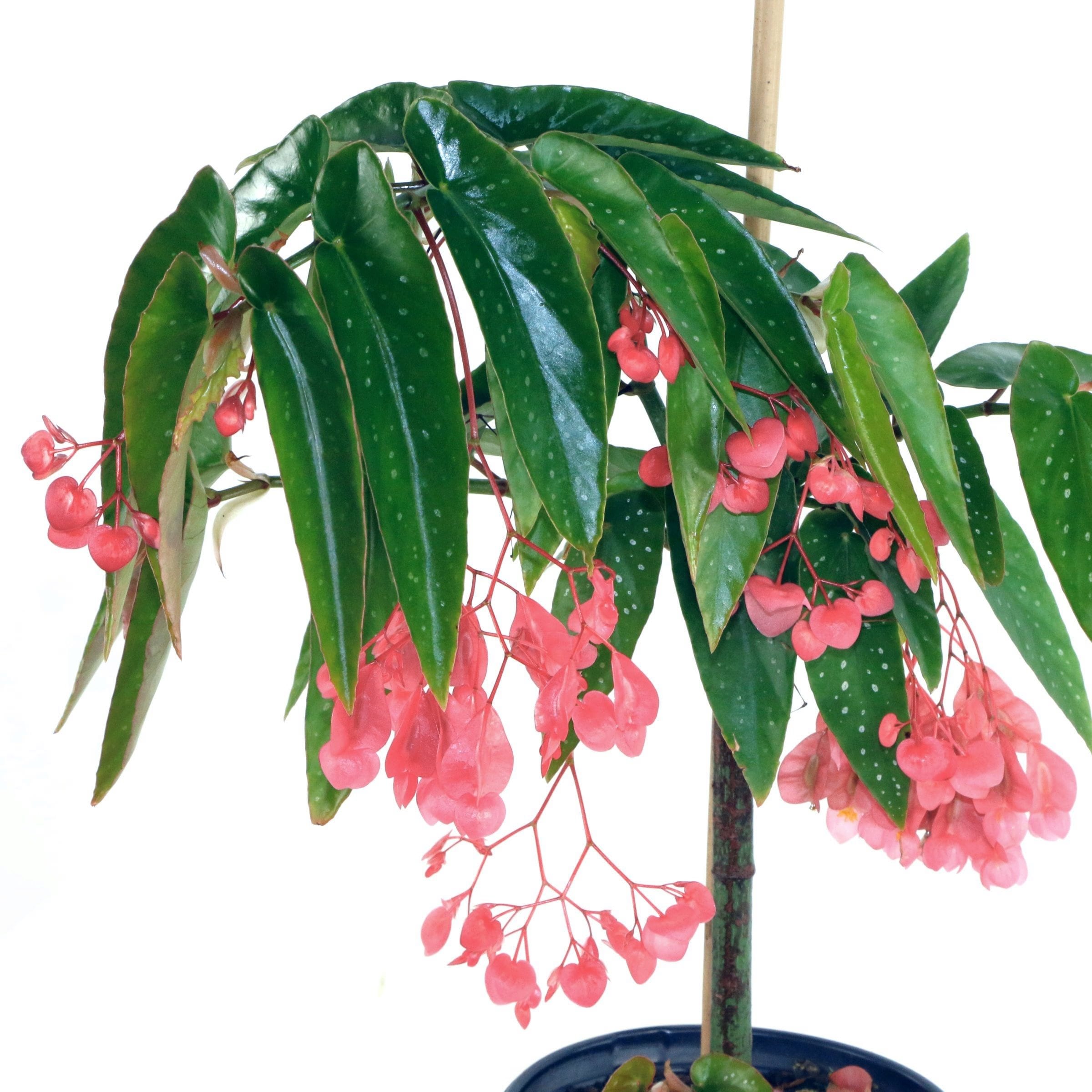 National Plant Network LW1902 annuals - View #4