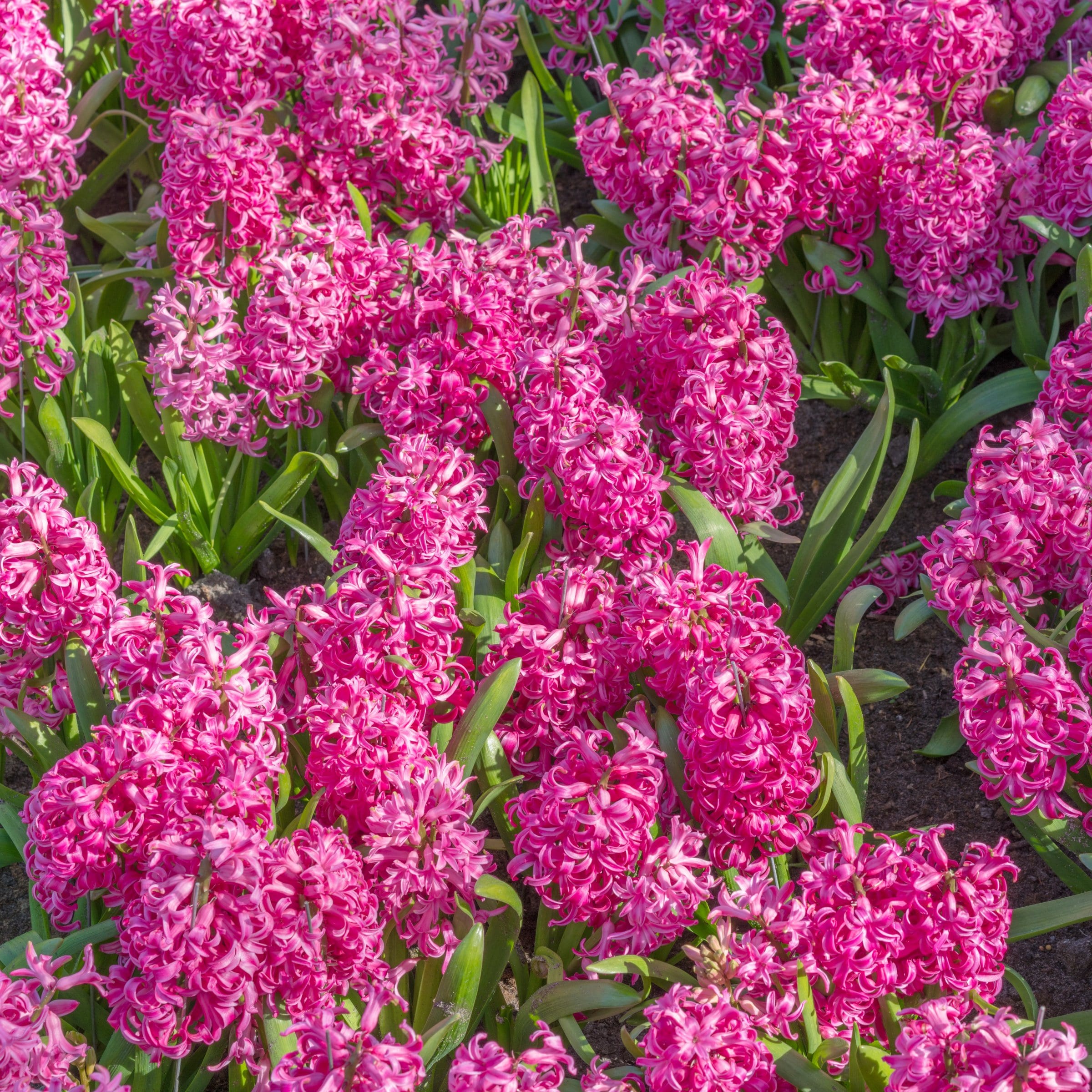National Plant Network LW3144 Plant-Bulbs - View #7