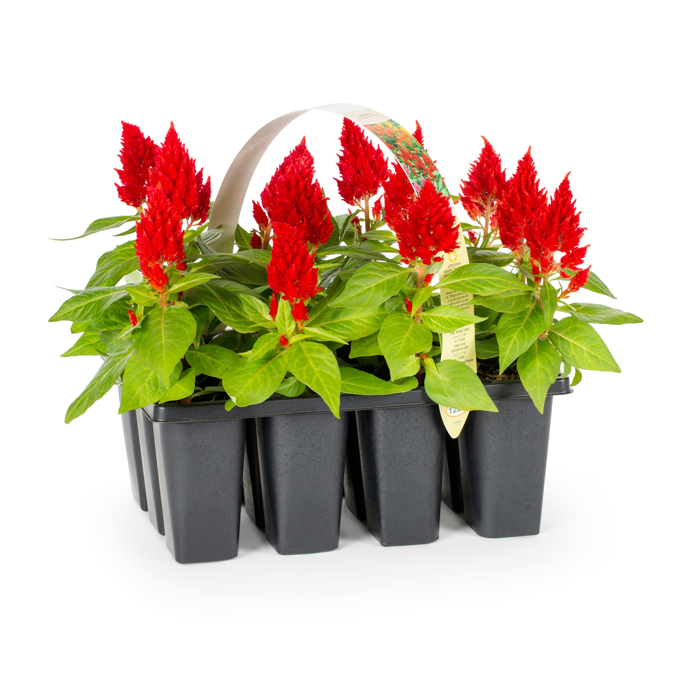 Lowe's 421914 annuals - View #3