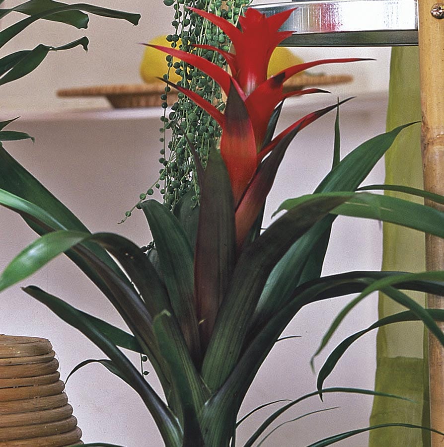 Lowe's NURSERY Mixed Bromeliads House plant in