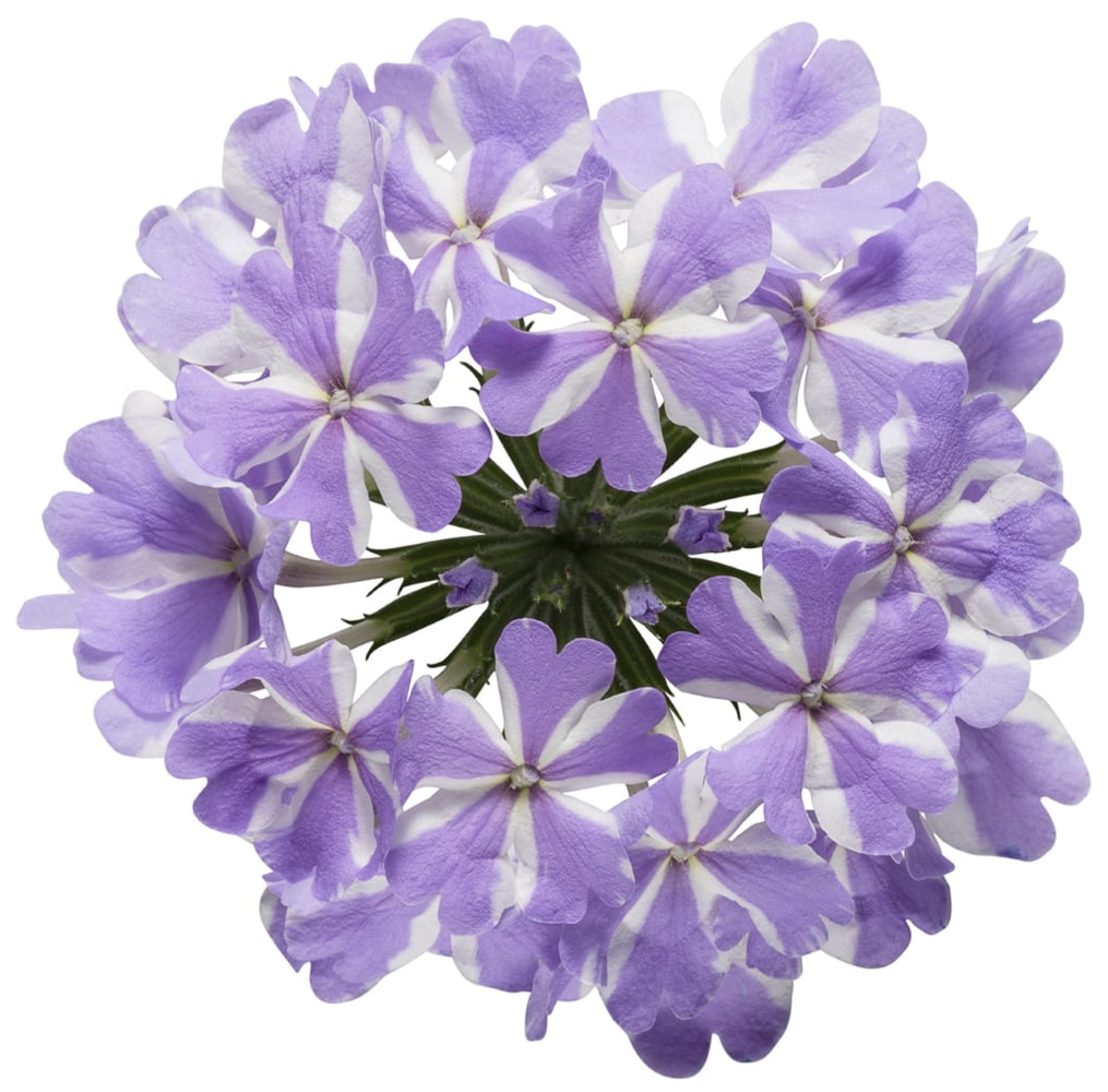 Proven Winner NURSERY annuals - View #3