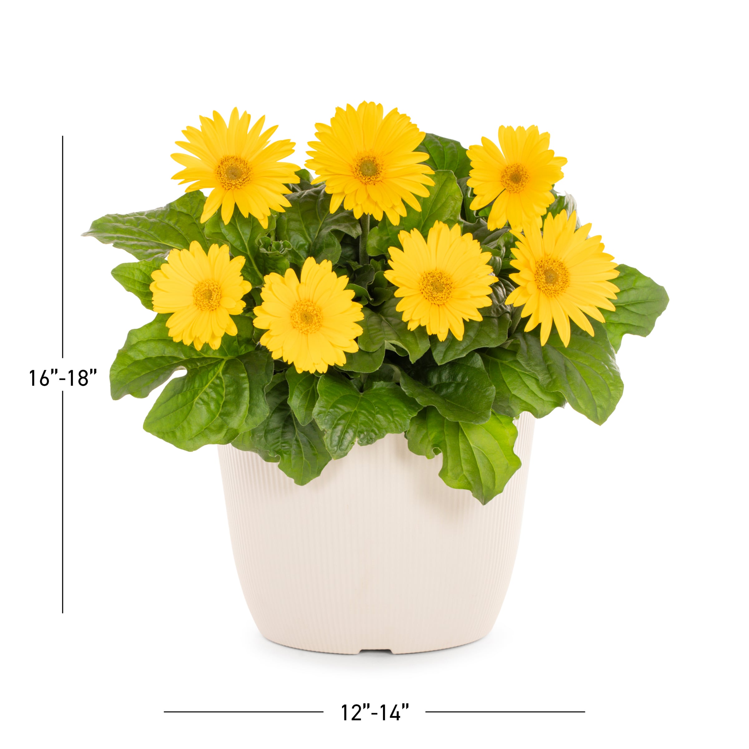 Lowe's 229844 annuals - View #5