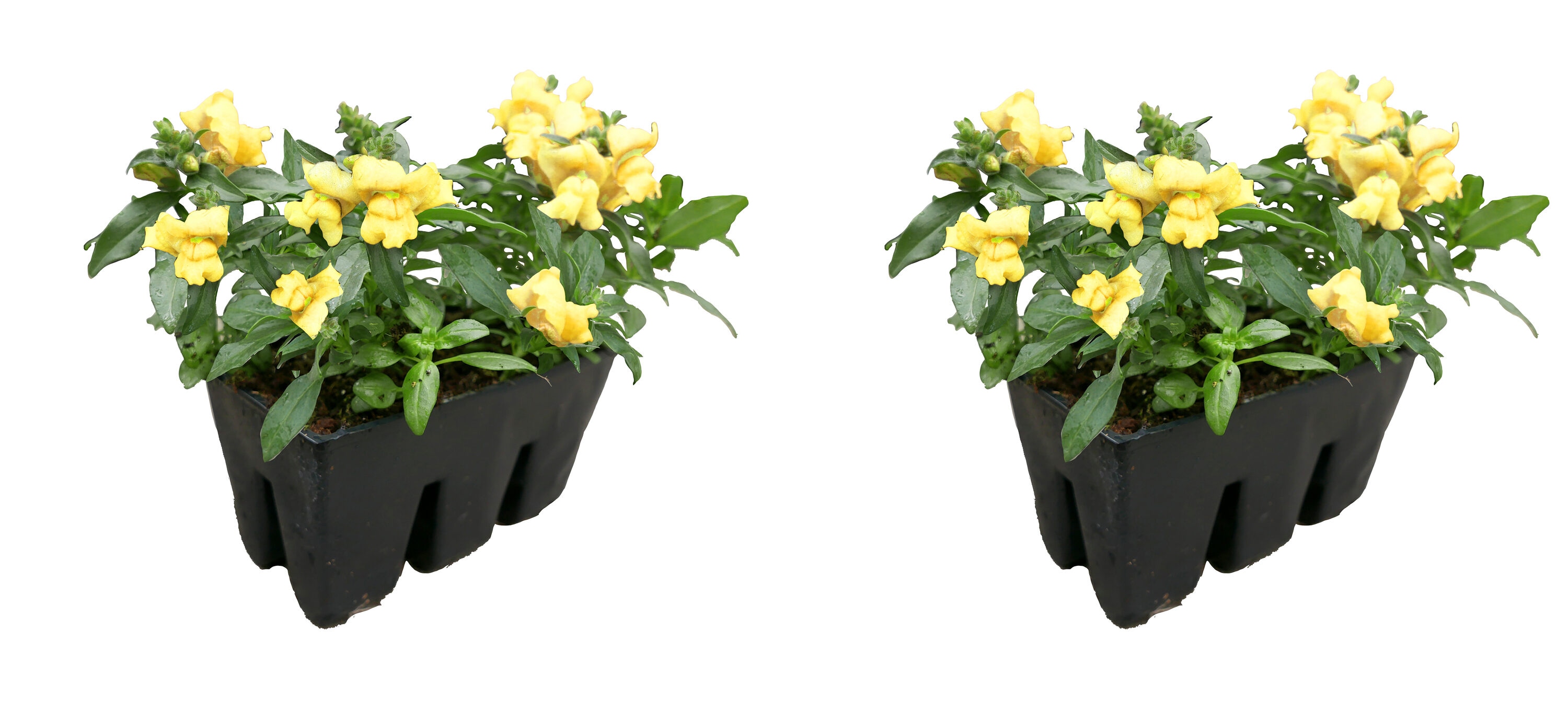 6 -Pack Yellow Snapdragon 2 -Pack