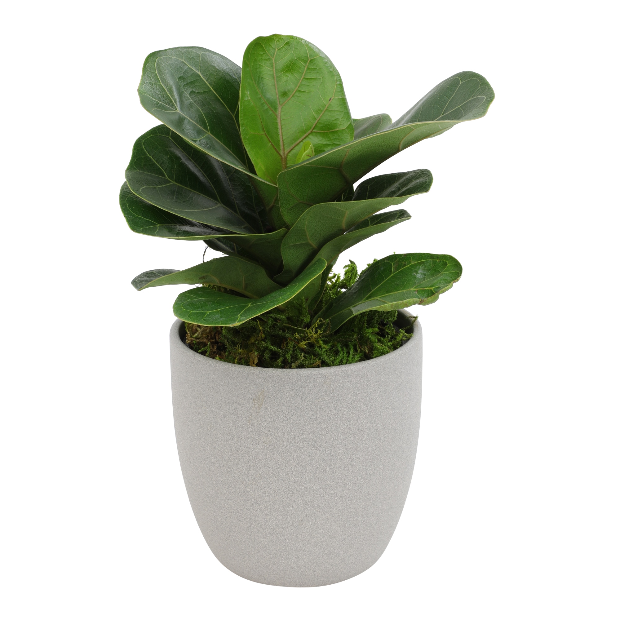 Altman Plants 0873083 Fiddle Leaf Fig House plant in 4.25 Inch(es) Pot 1.0 -Pack