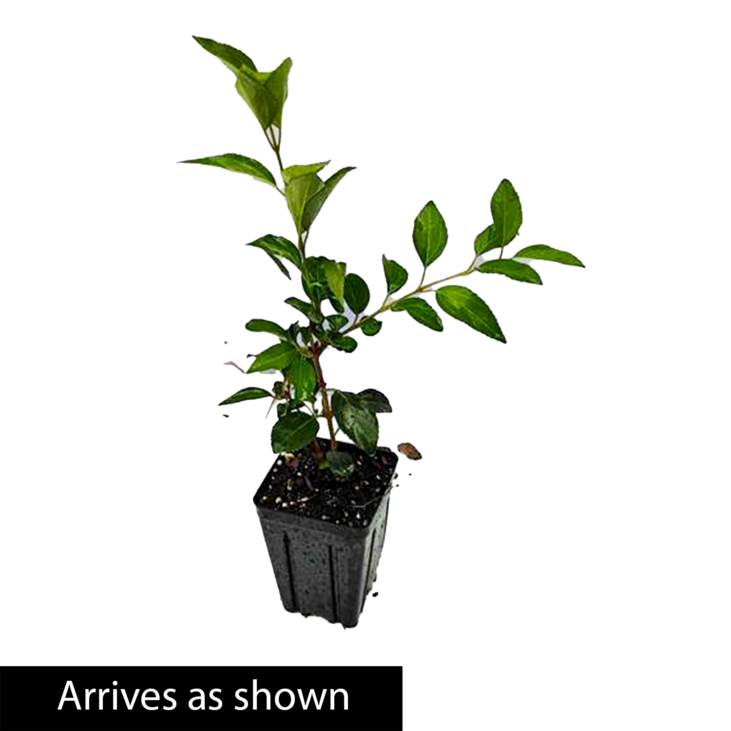 Spring Hill Nurseries 83536 shrubs - View #4