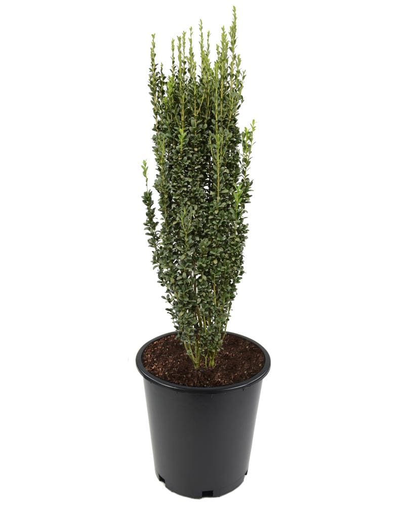  O478403 'Sky Pencil' Holly Screening Shrub in 2.25 -Gallon Pot 1 -Pack