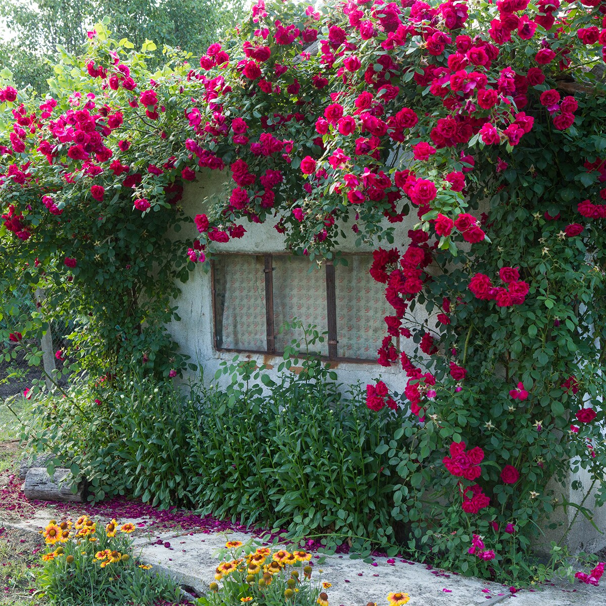 Van Zyverden 83896 roses - View #4