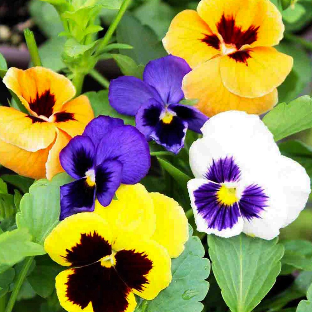 Ferry-Morse LC25.6218 seeds - View #3