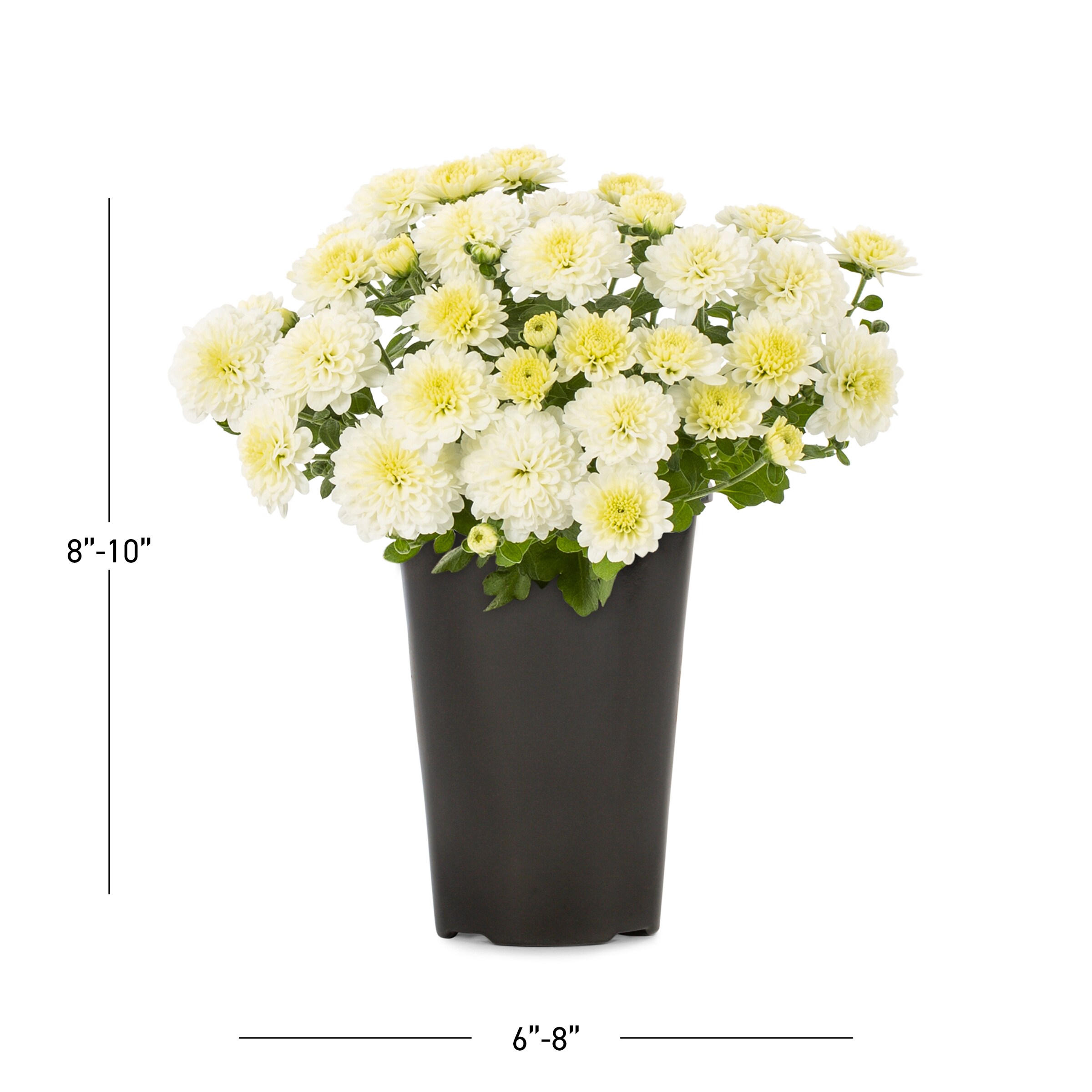 Lowe's 5759812 annuals - View #3