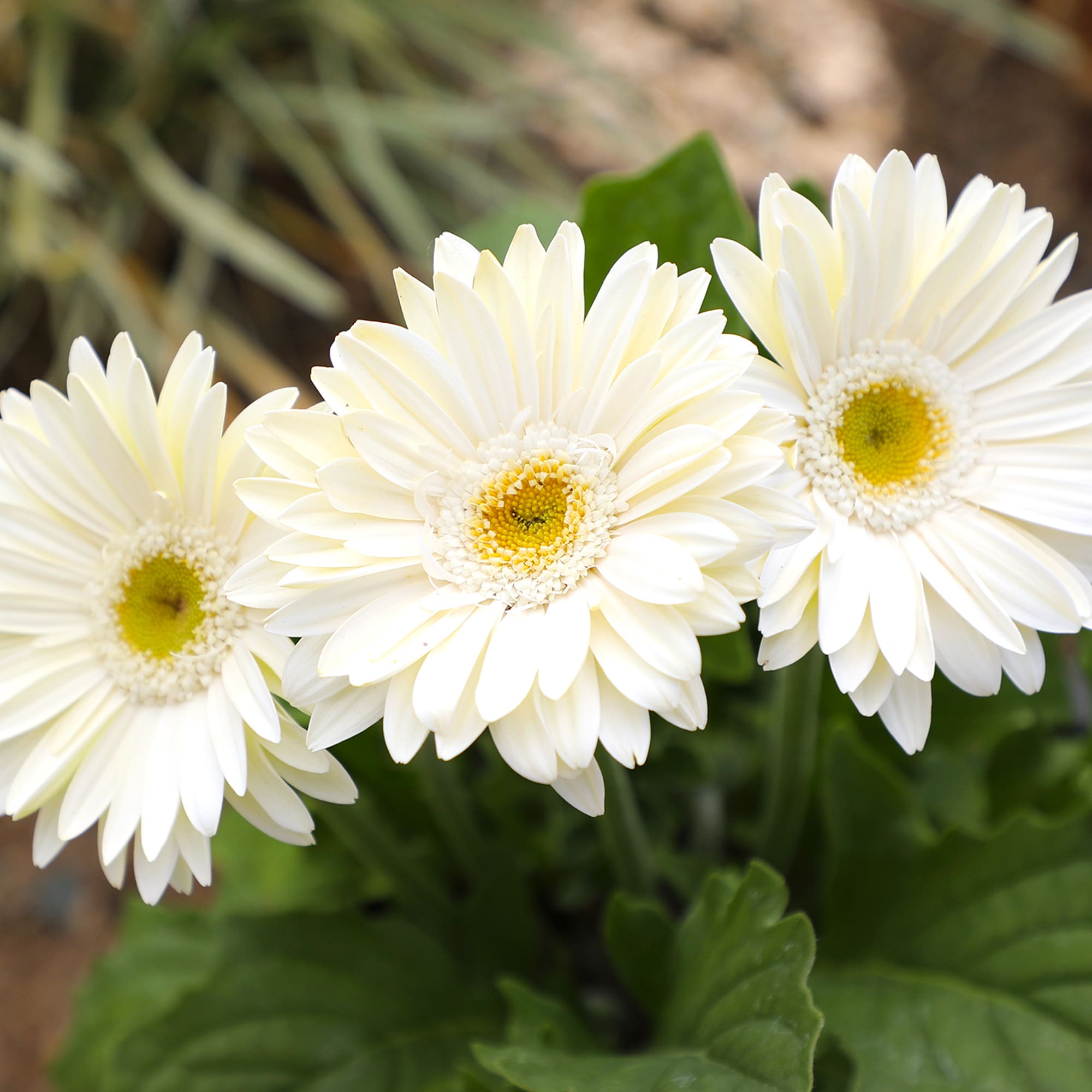 Altman Plants 0873321 annuals - View #7