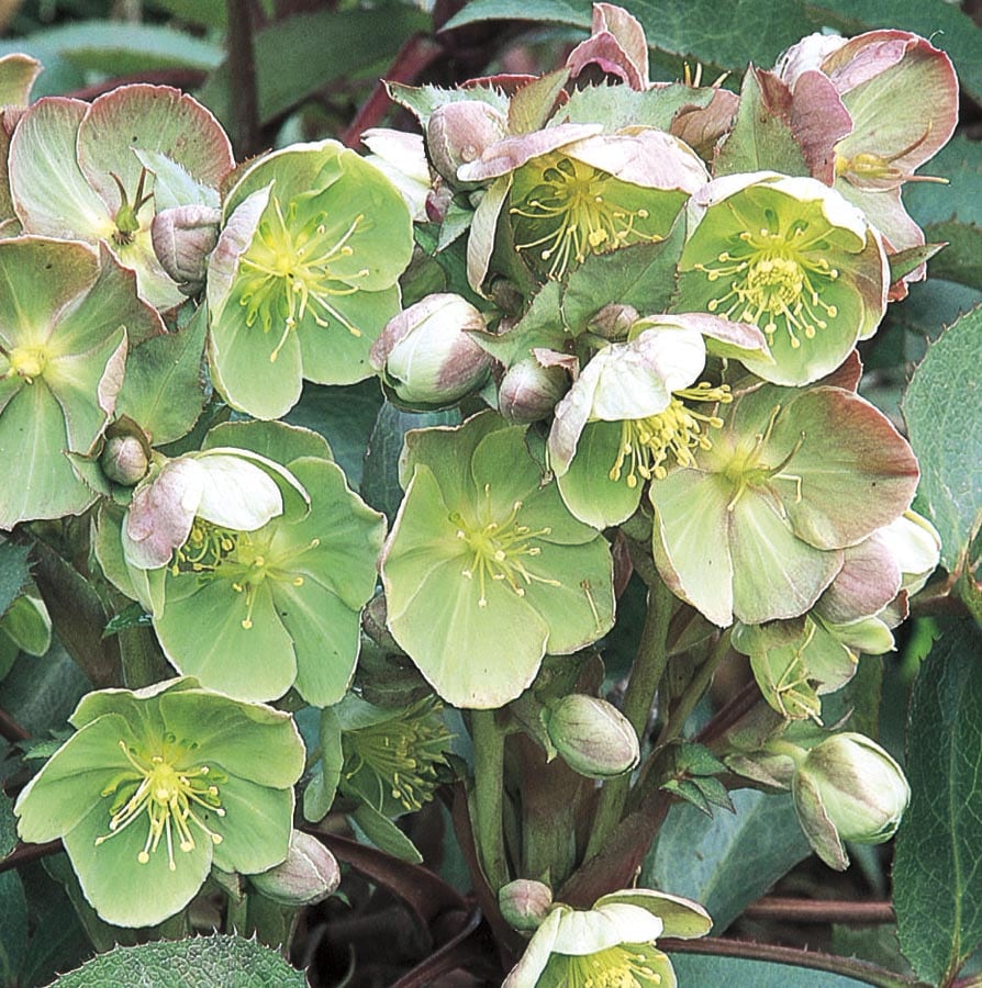 Lowe's NURSERY Multicolor Lenten Rose Plant in 3 -Quart Pot
