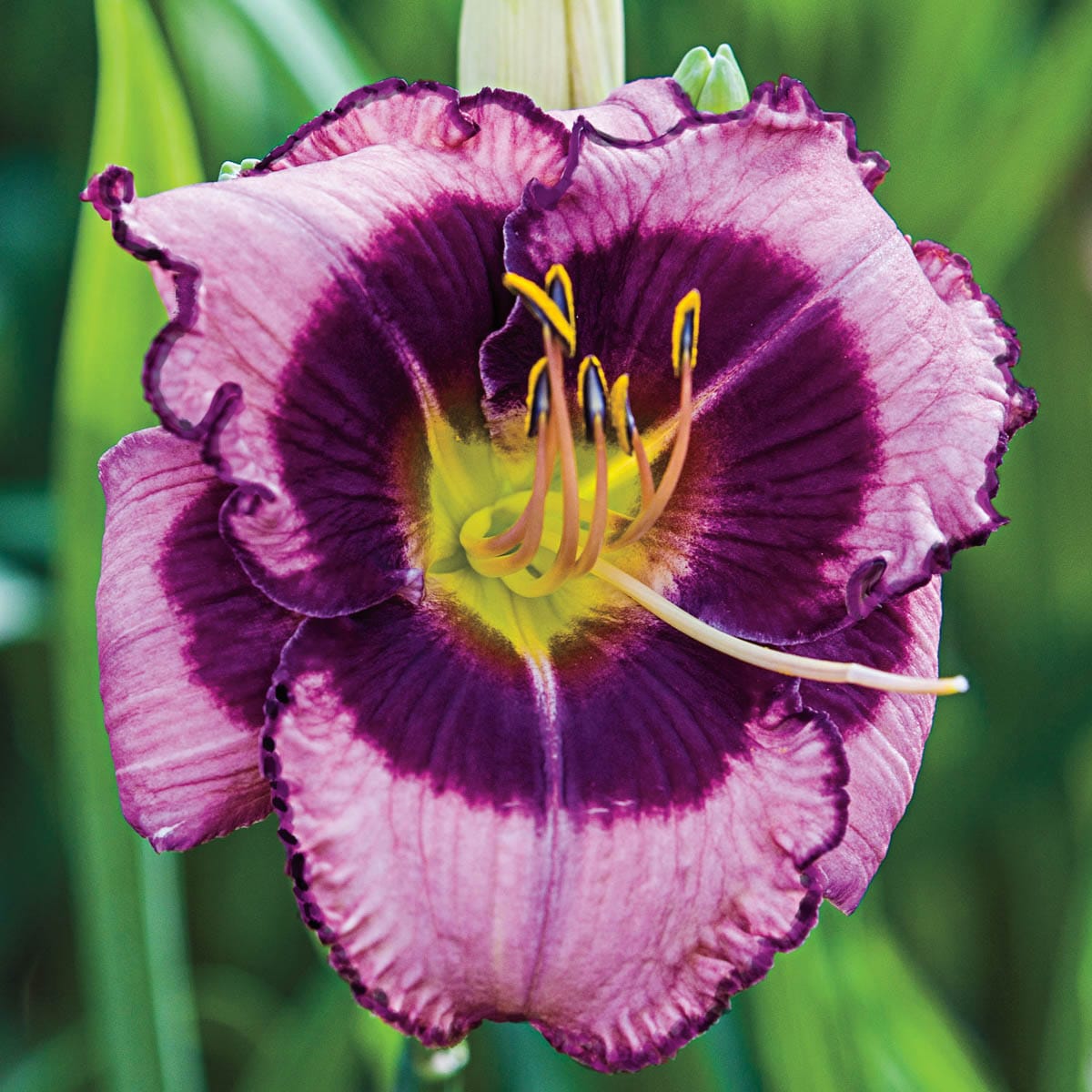 Direct Gardening 97404 perennials - View #2
