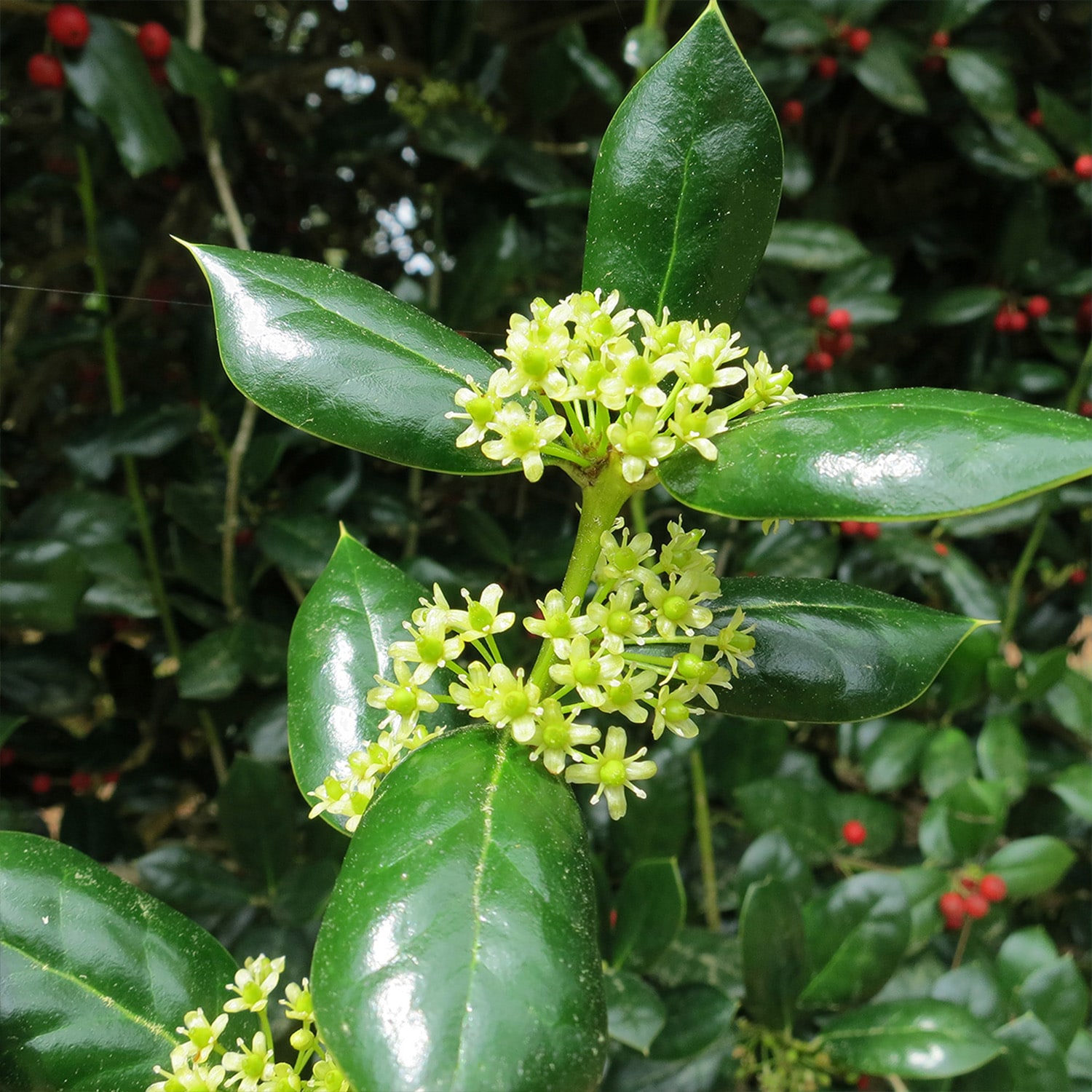 Perfect Plants LODWARFBURFORD1G shrubs - View #5