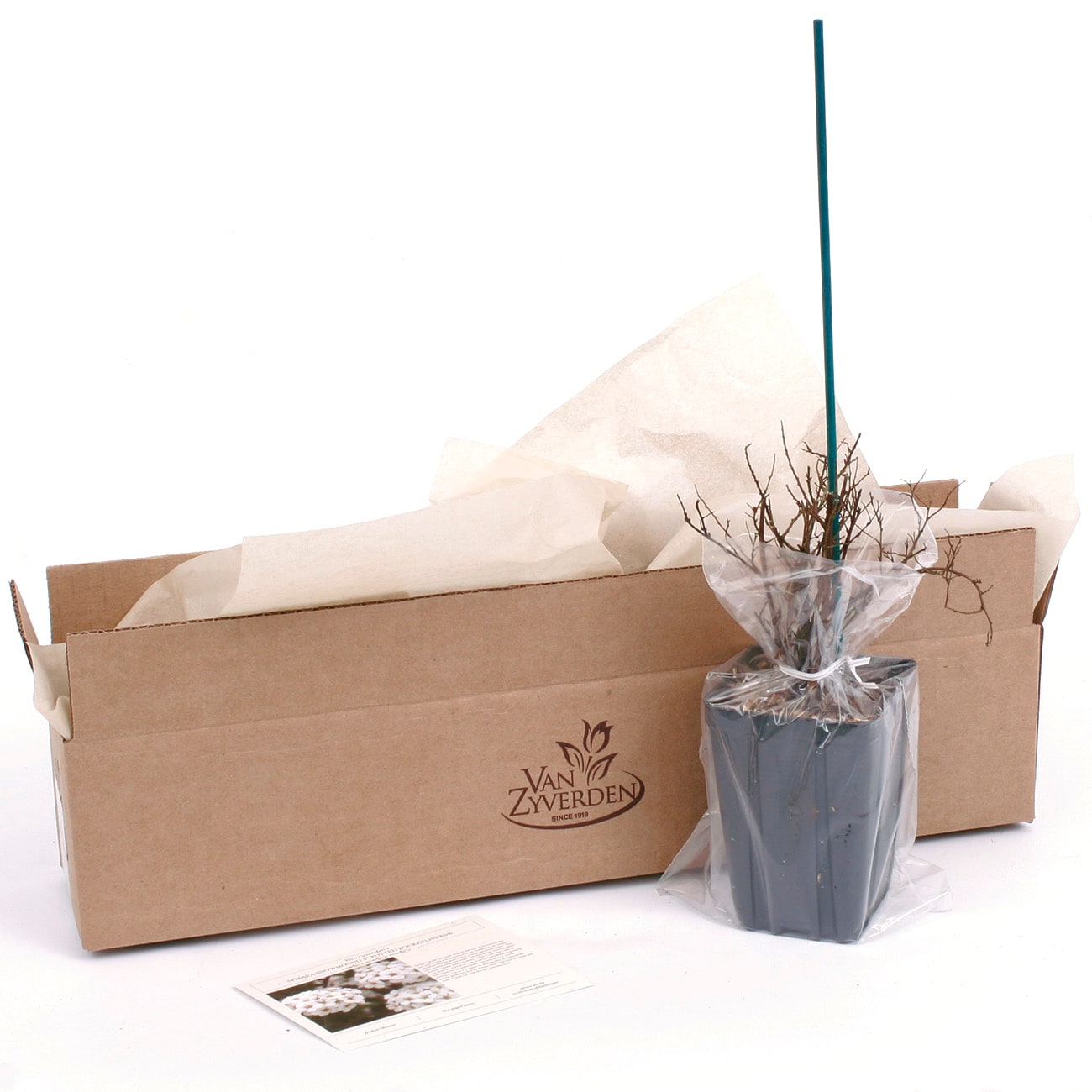 Van Zyverden 82919 Plant-Bulbs - View #7