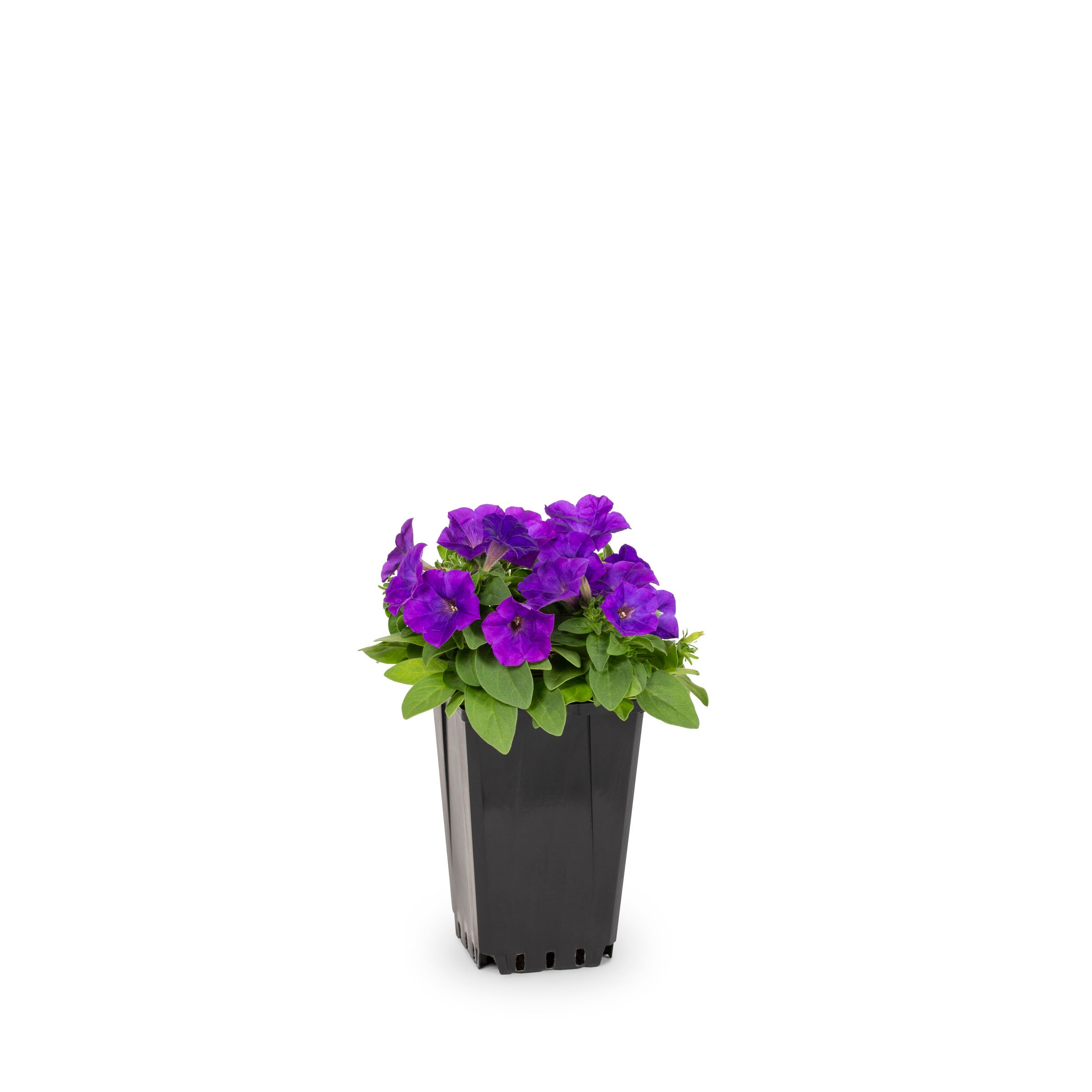 Metrolina Greenhouses Blue Petunia in 1-Quart Pot 5-Pack in the Annuals ...