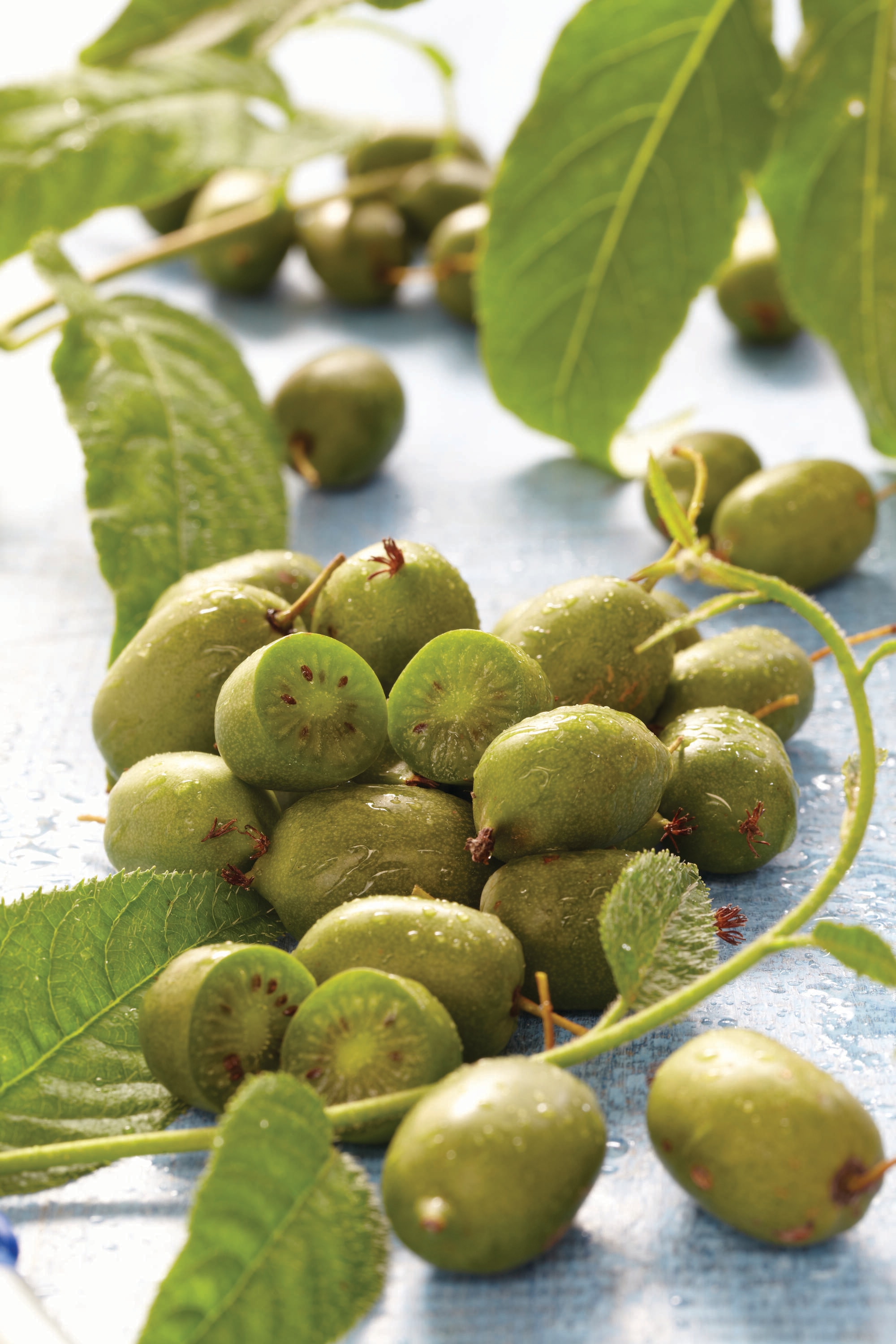 Garden State Bulb 07970 KIWI PROLIFIC 1-PK PBS