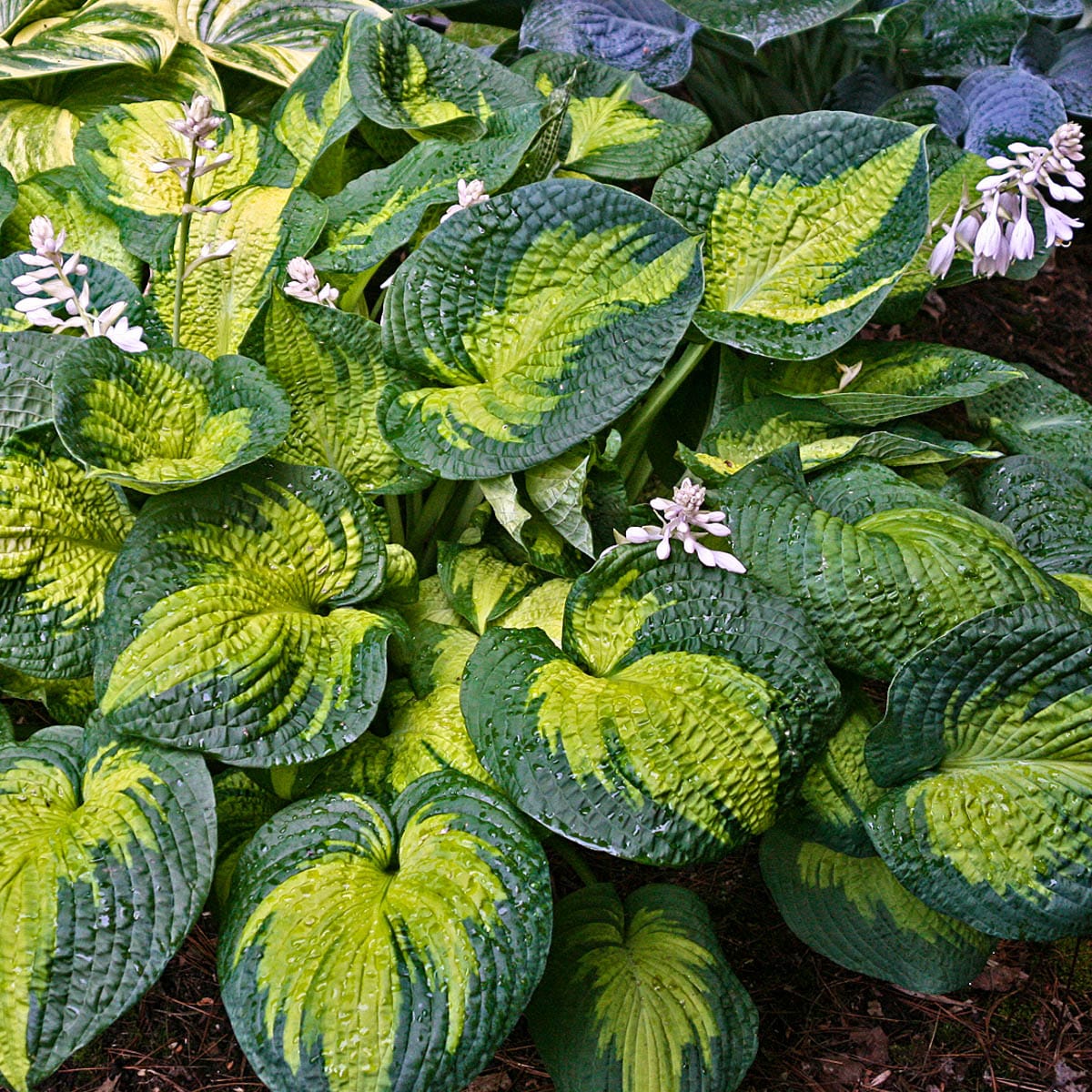 Breck's 89510 White Dream Queen Hosta Plant in 1 -Gallon Pot